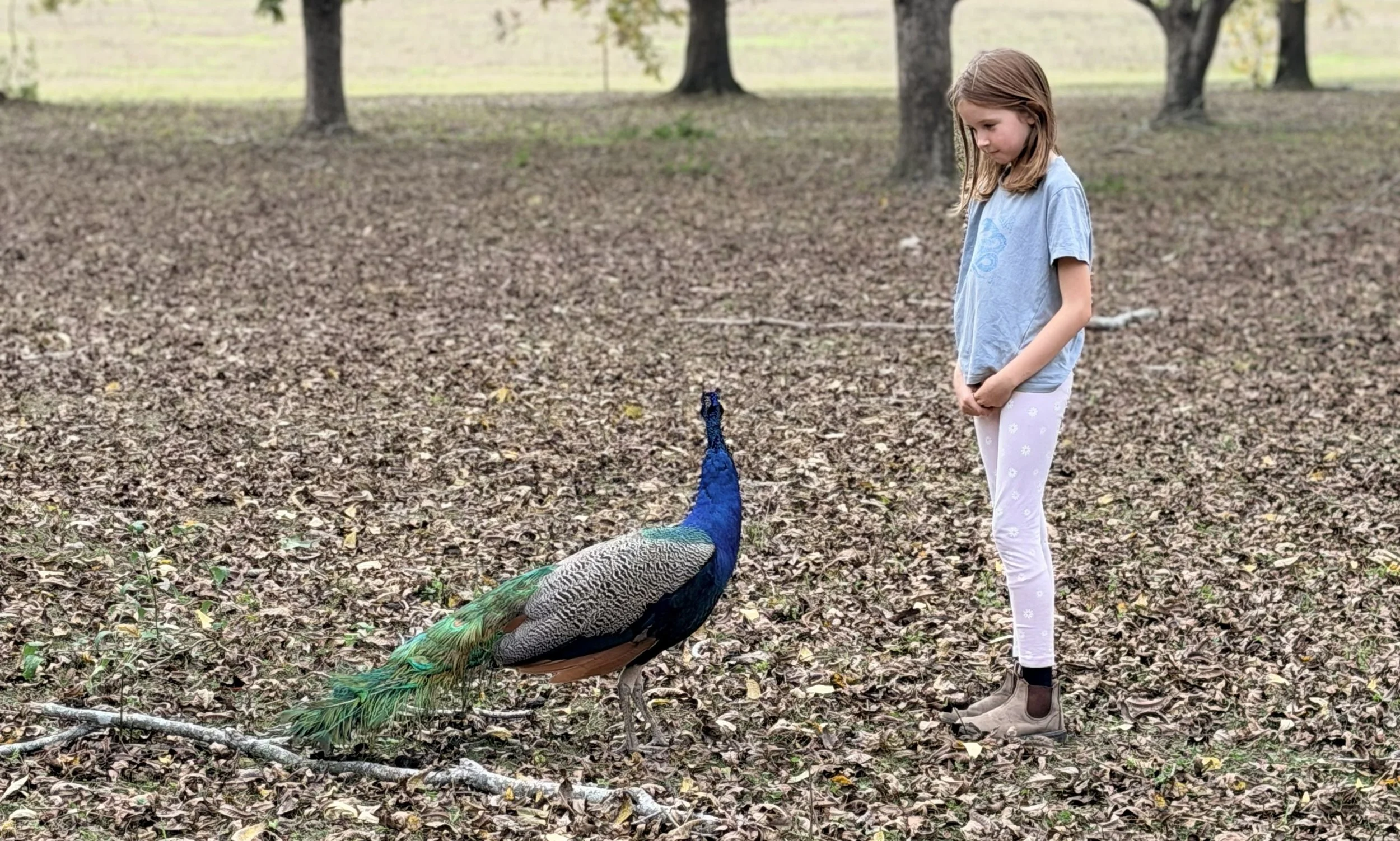 Peacock.jpg