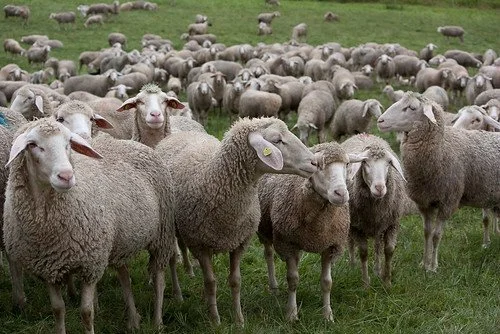 Farm Tour at Tocal Homestead
