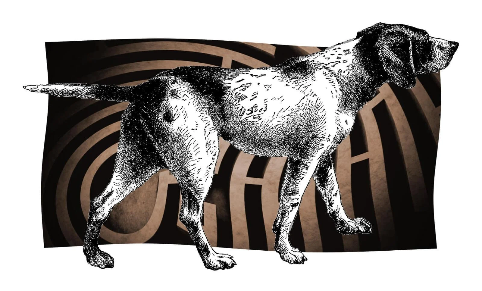 Κυνός στόχος