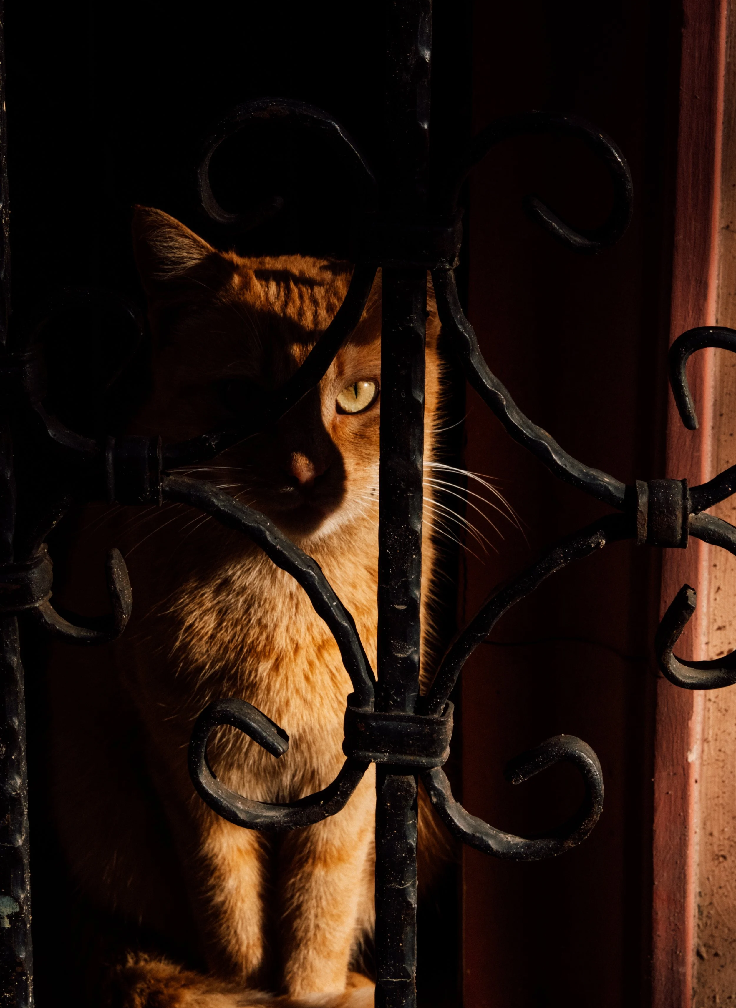 A cat partially hidden behind a wrought iron gate, with sunlight illuminating its face and fur.