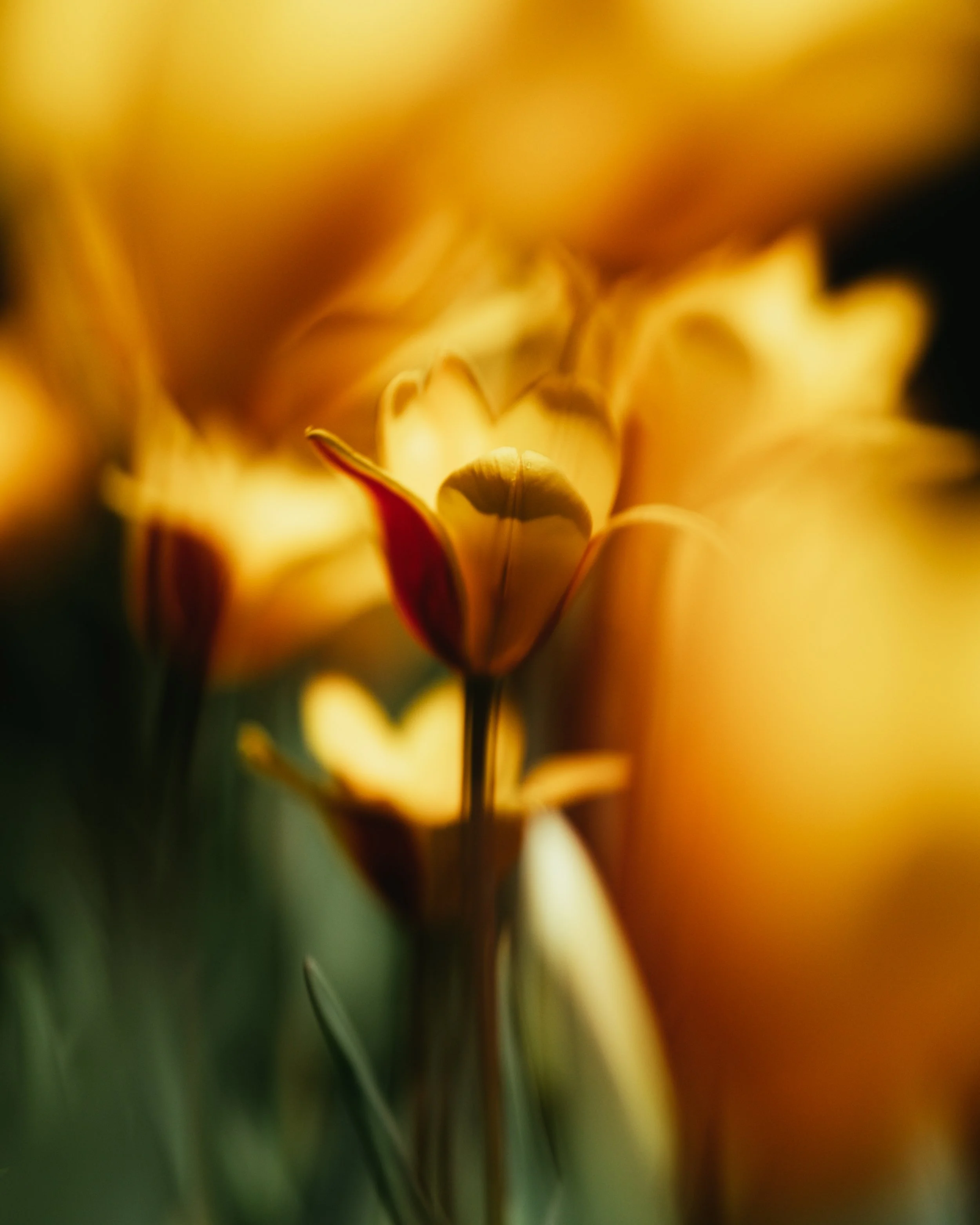 DSCF9627-3.JPG
