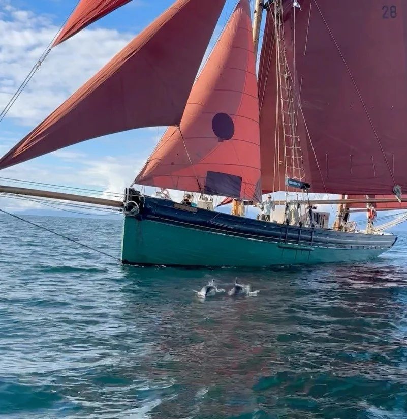 dolphin swim by
