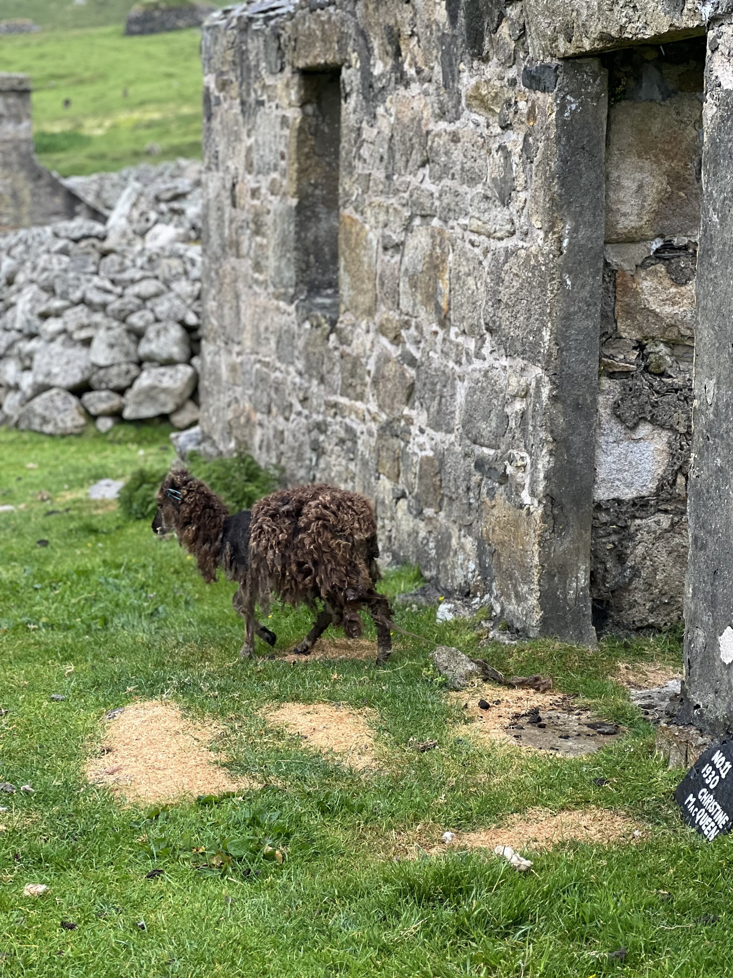 St Kilda Goats