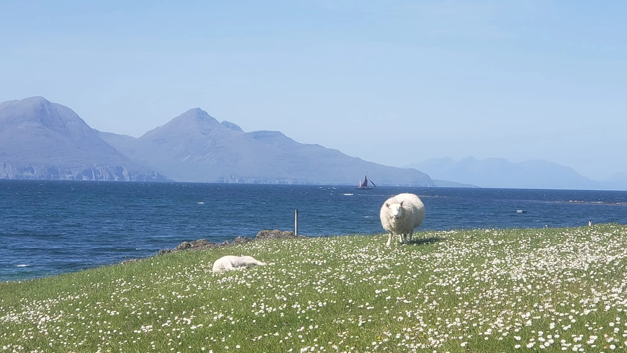 grazing sheep