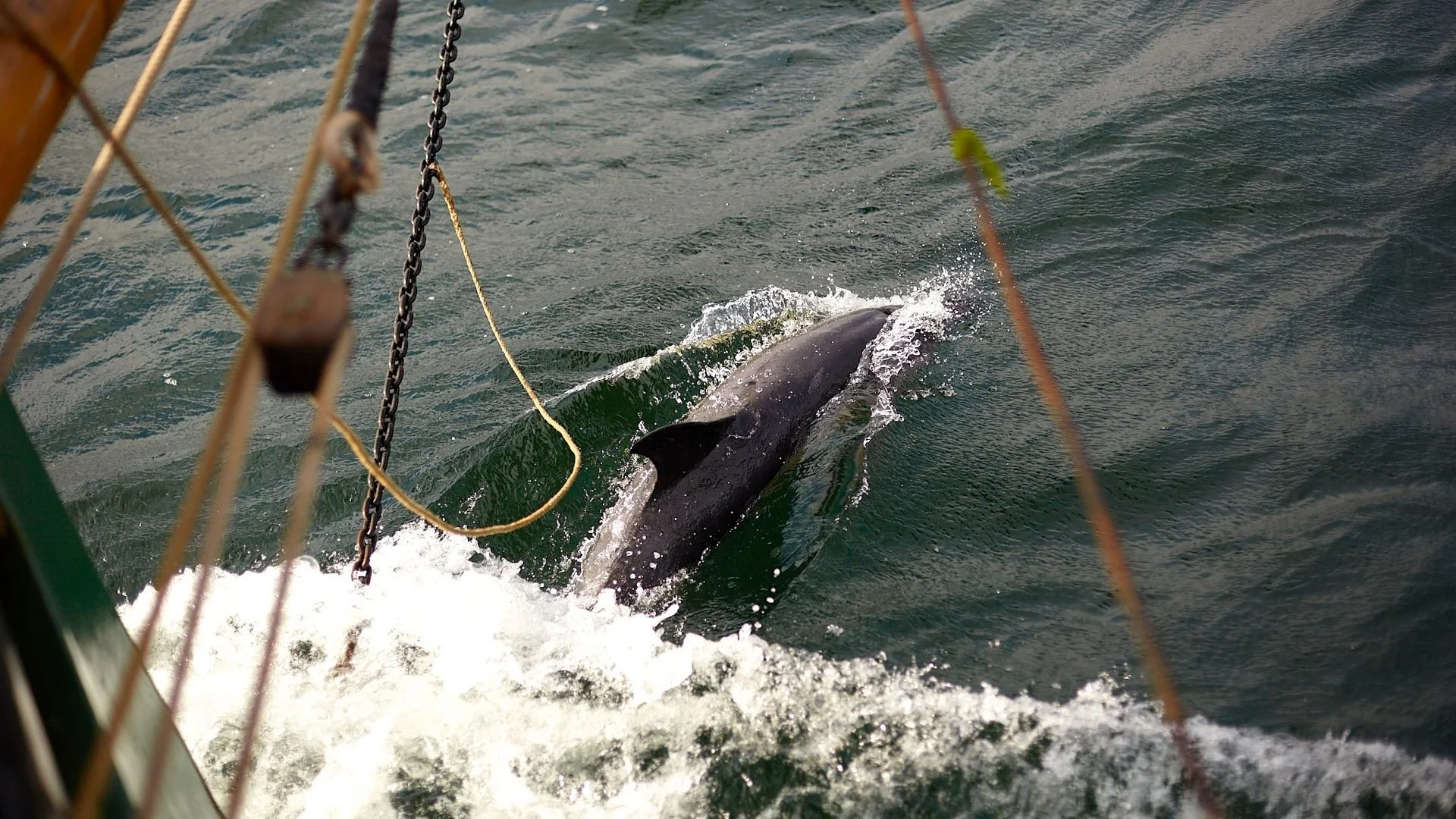A dolphin surfacing next to Provident, viewed through the boat's railing and ropes, with water splashing around the whale.