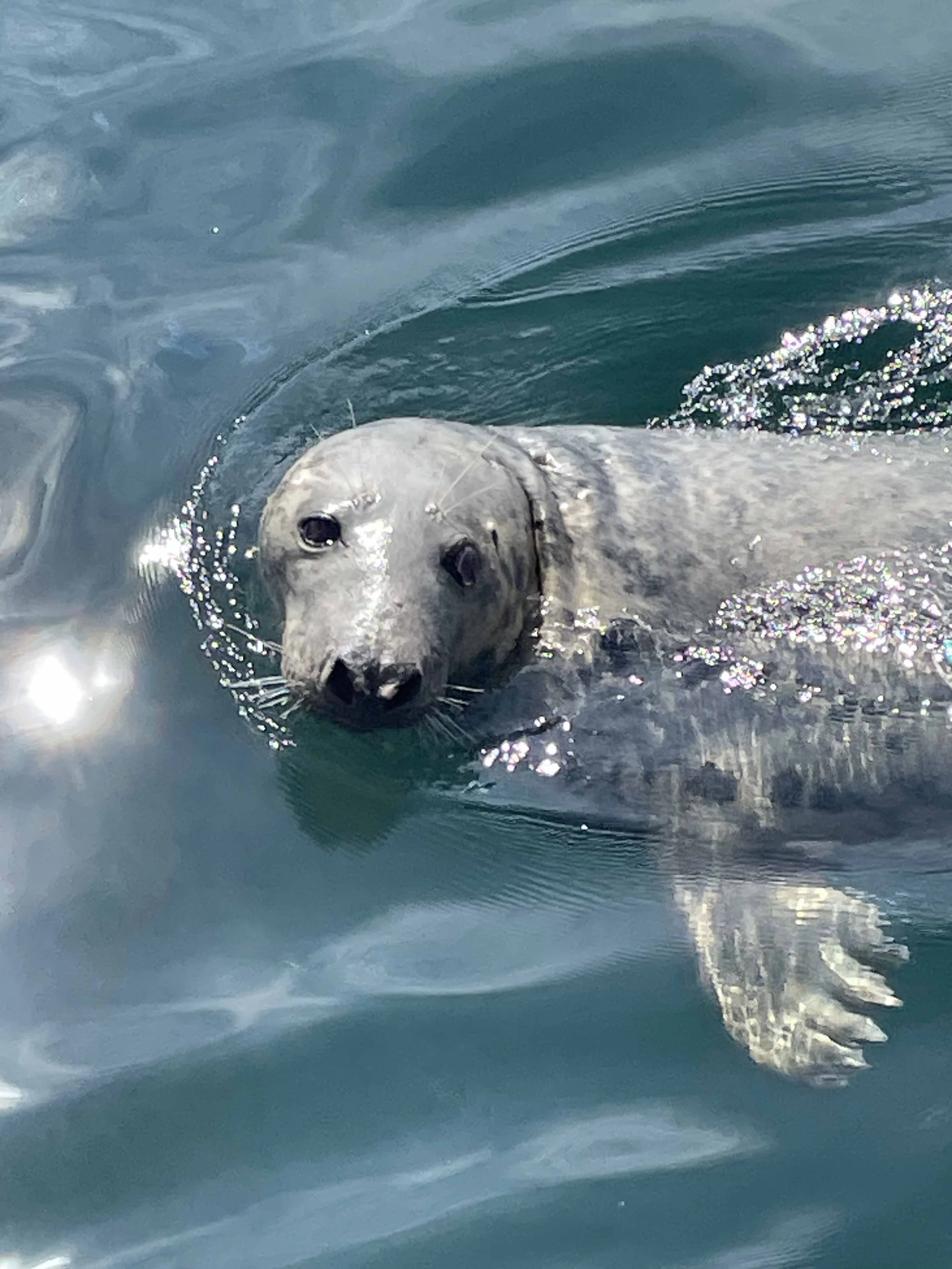 A seal swimming in the water, facing the camera