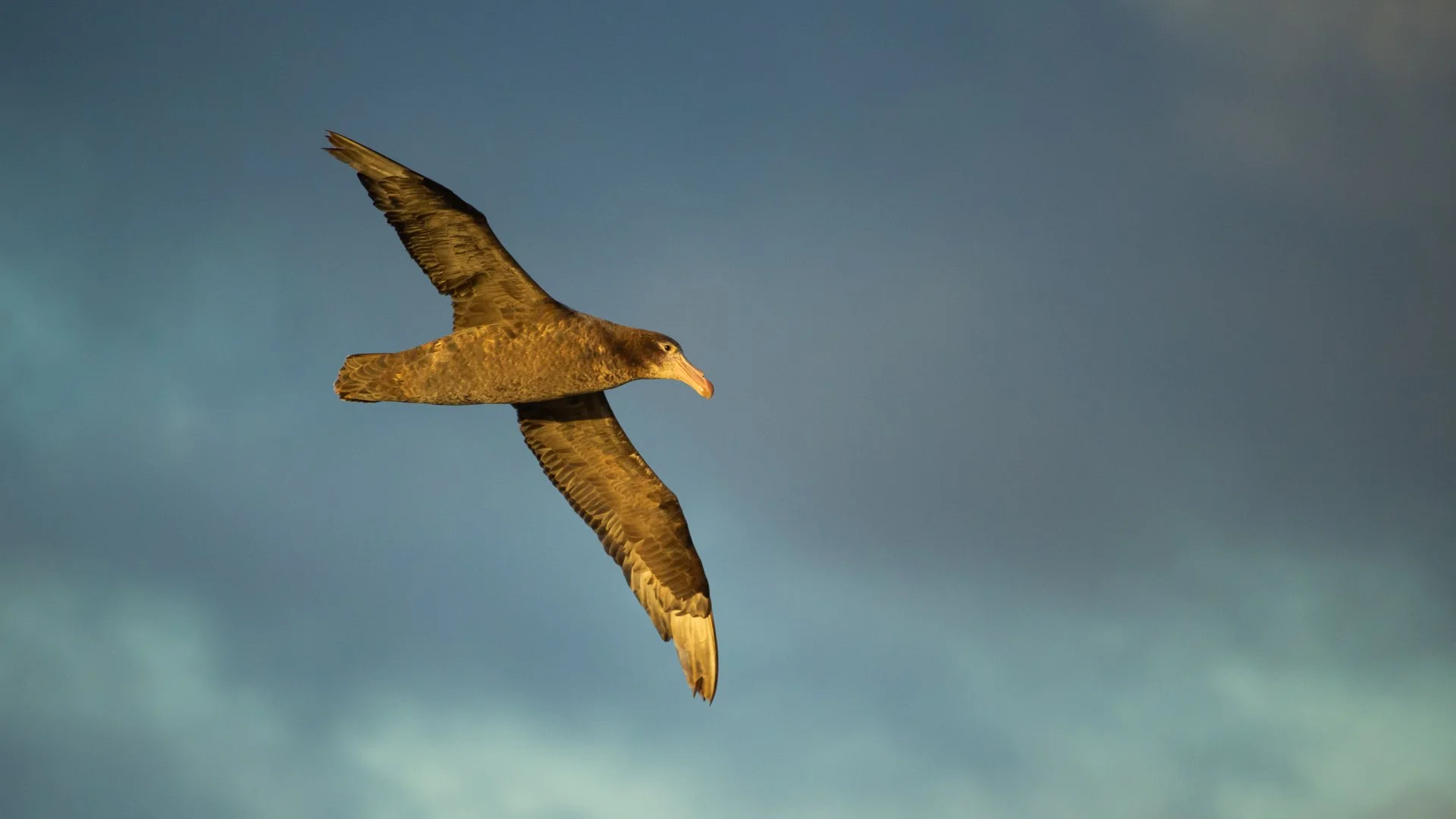 Antarctic Seabird Species Distribution Project