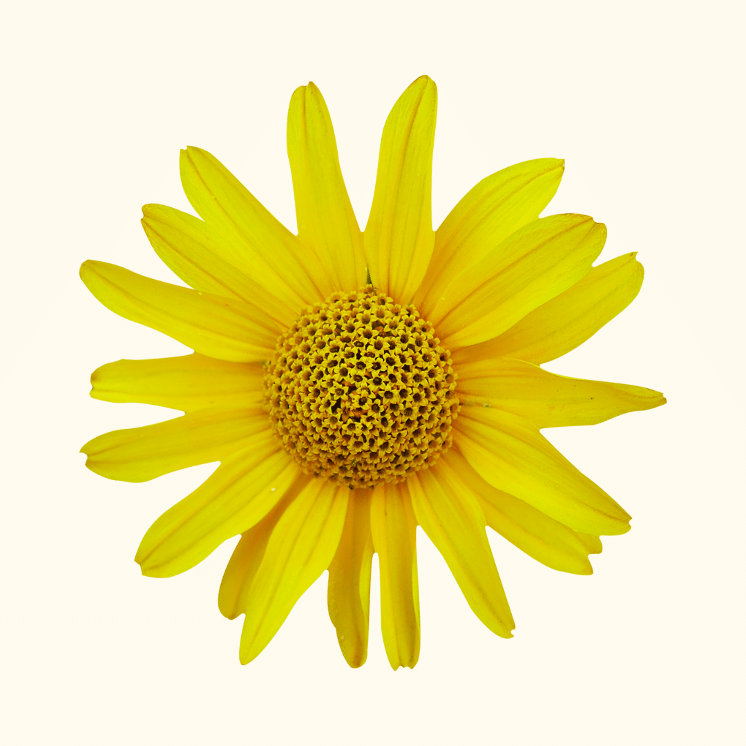 Arnica Montana.png