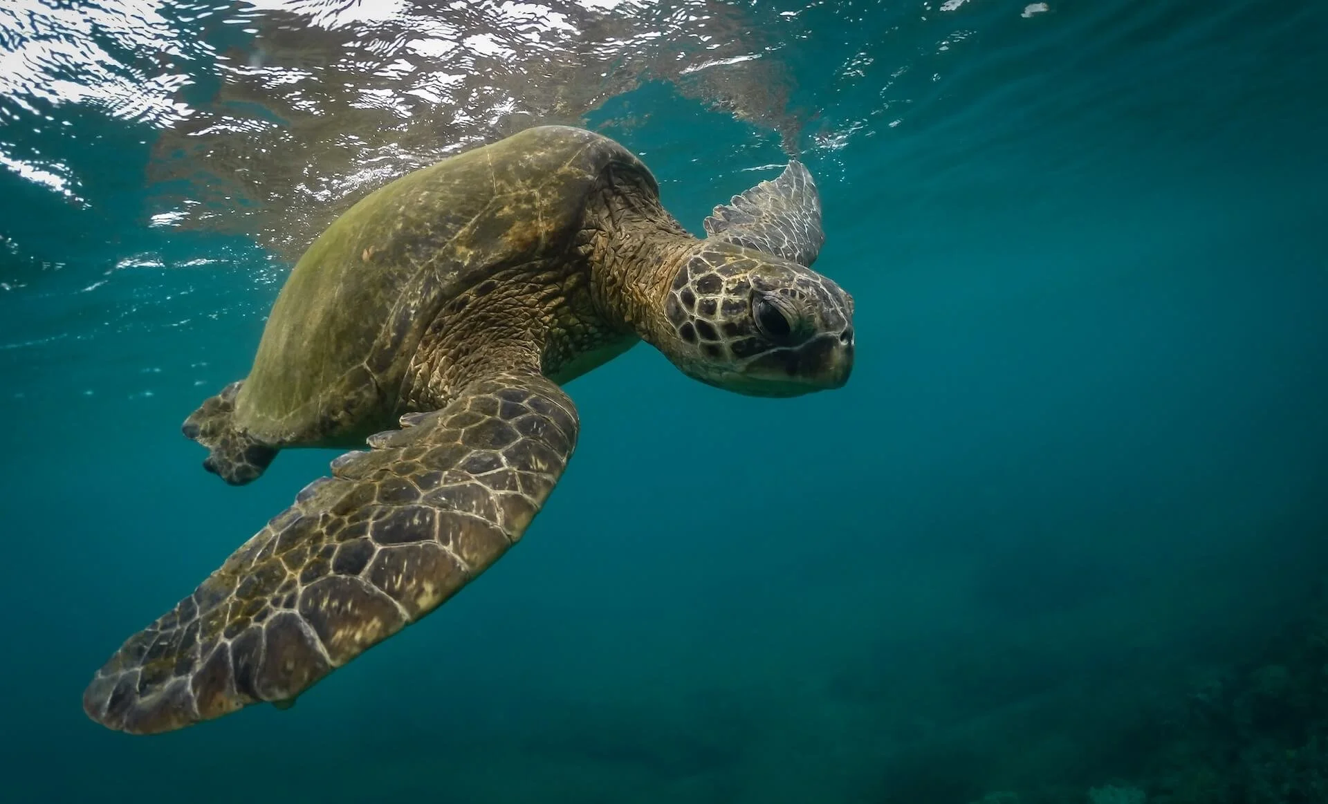 Underwater photo of a sea turtle swimming in the ocean.