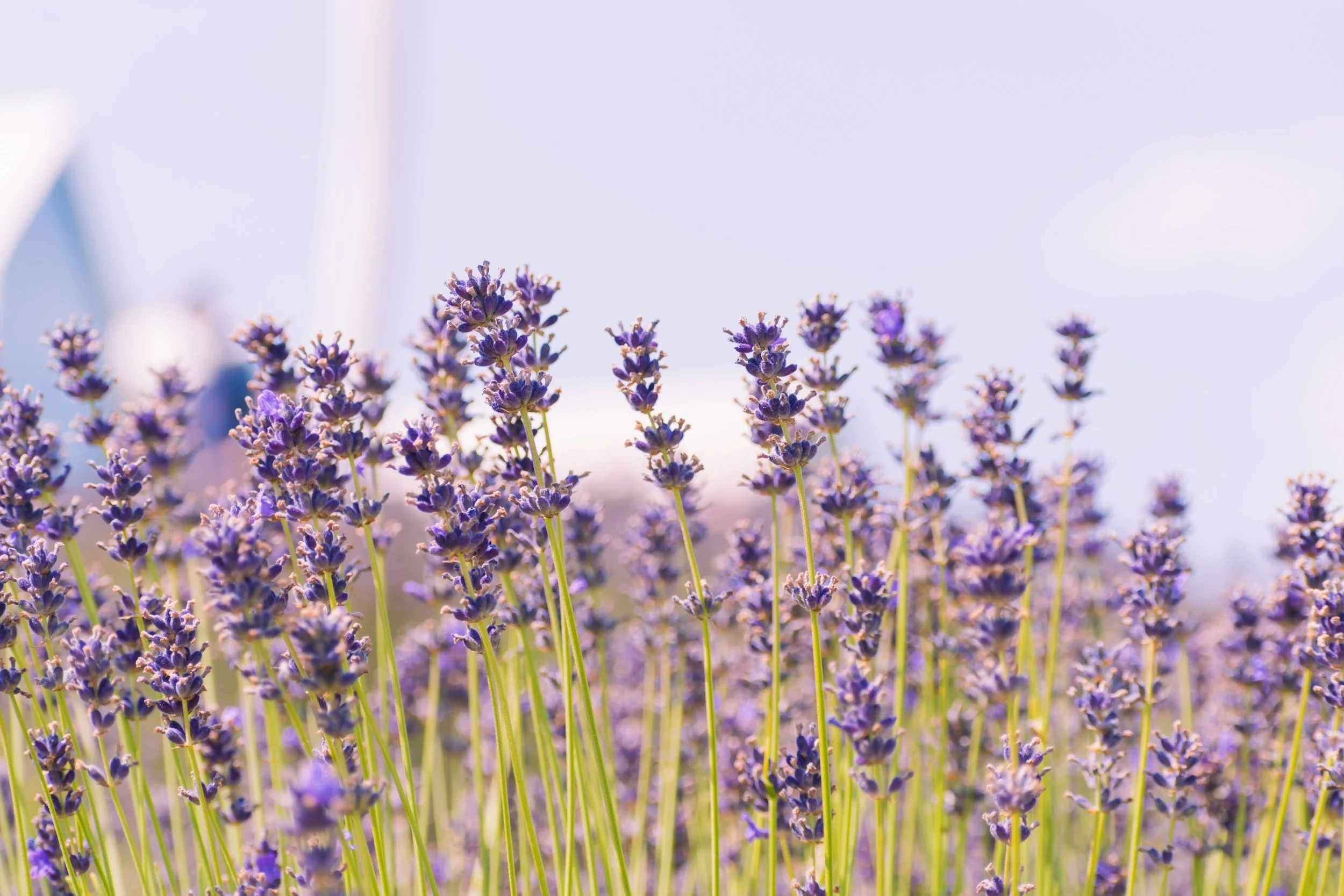 Close-up of blooming lavender flowers with purple petals and green stems under a clear sky.