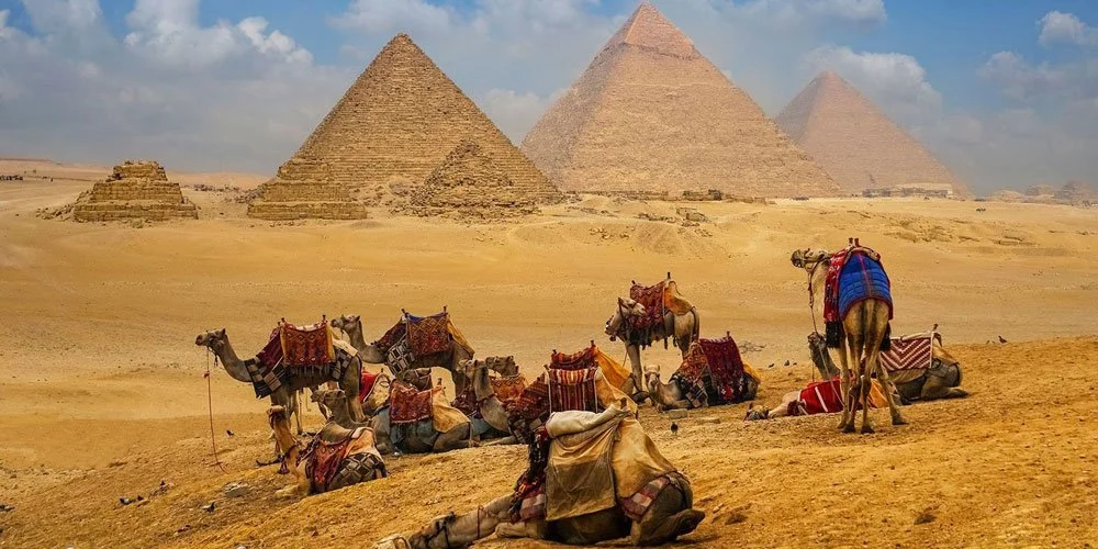 Camels resting in the desert near the Egyptian pyramids