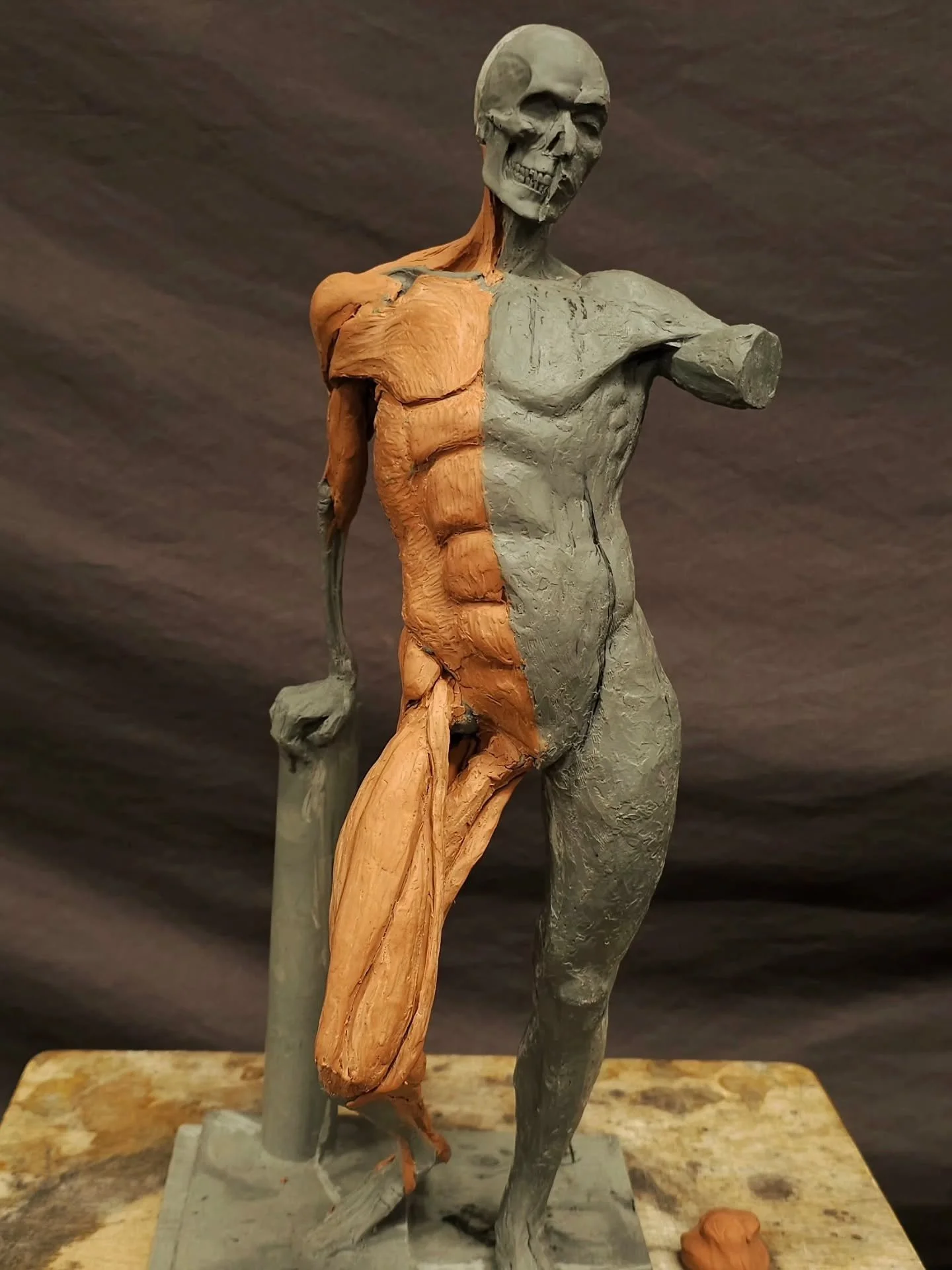 &Eacute;corch&eacute; from @nationaltalentacademies &amp; @mralanclarke Human Anatomy for Sculpture Course