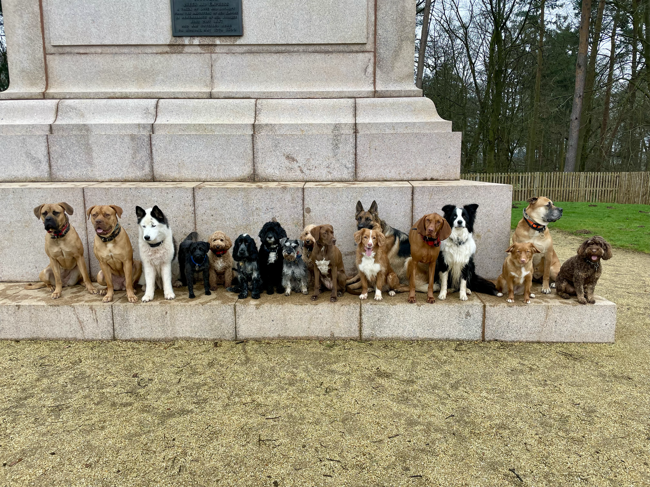 A group of 15 dogs sitting on a stone monument's steps outdoors.