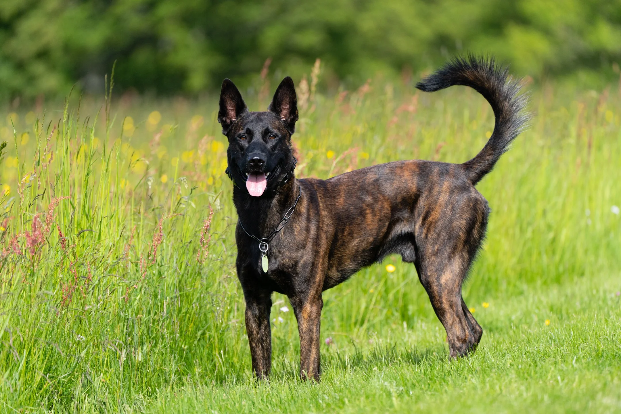 A happy brindle-colored dog standing in a grassy field with a blurred green background.