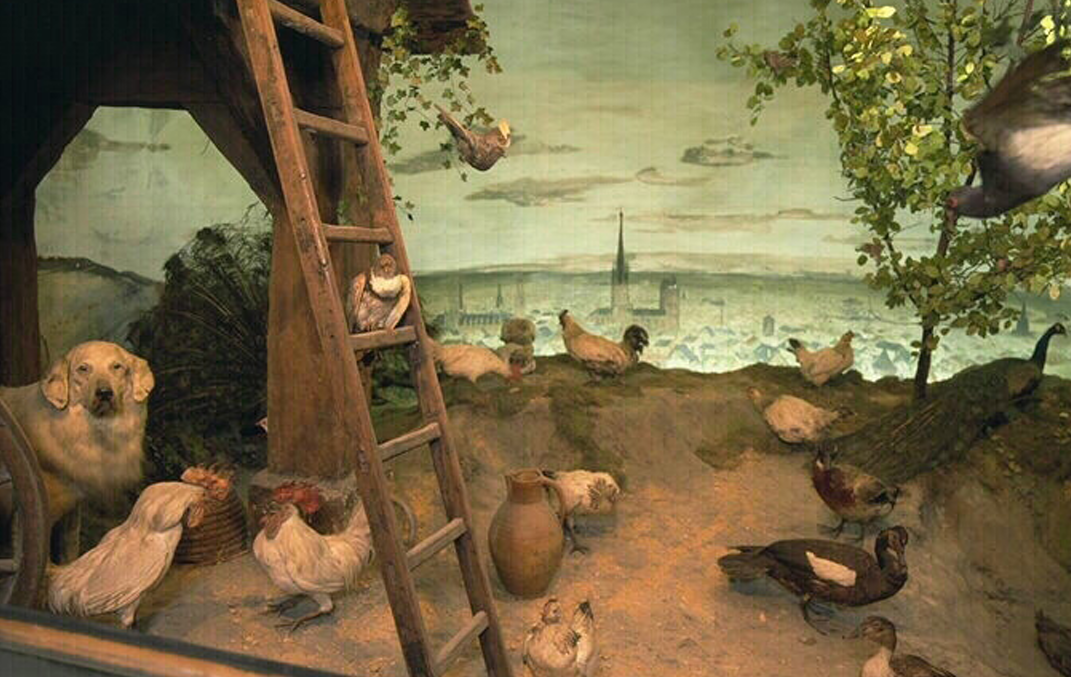 Muséum d'histoire naturelle de Rouen : le juge administratif impose la mise en instance de classement de la muséographie du XIXe siècle