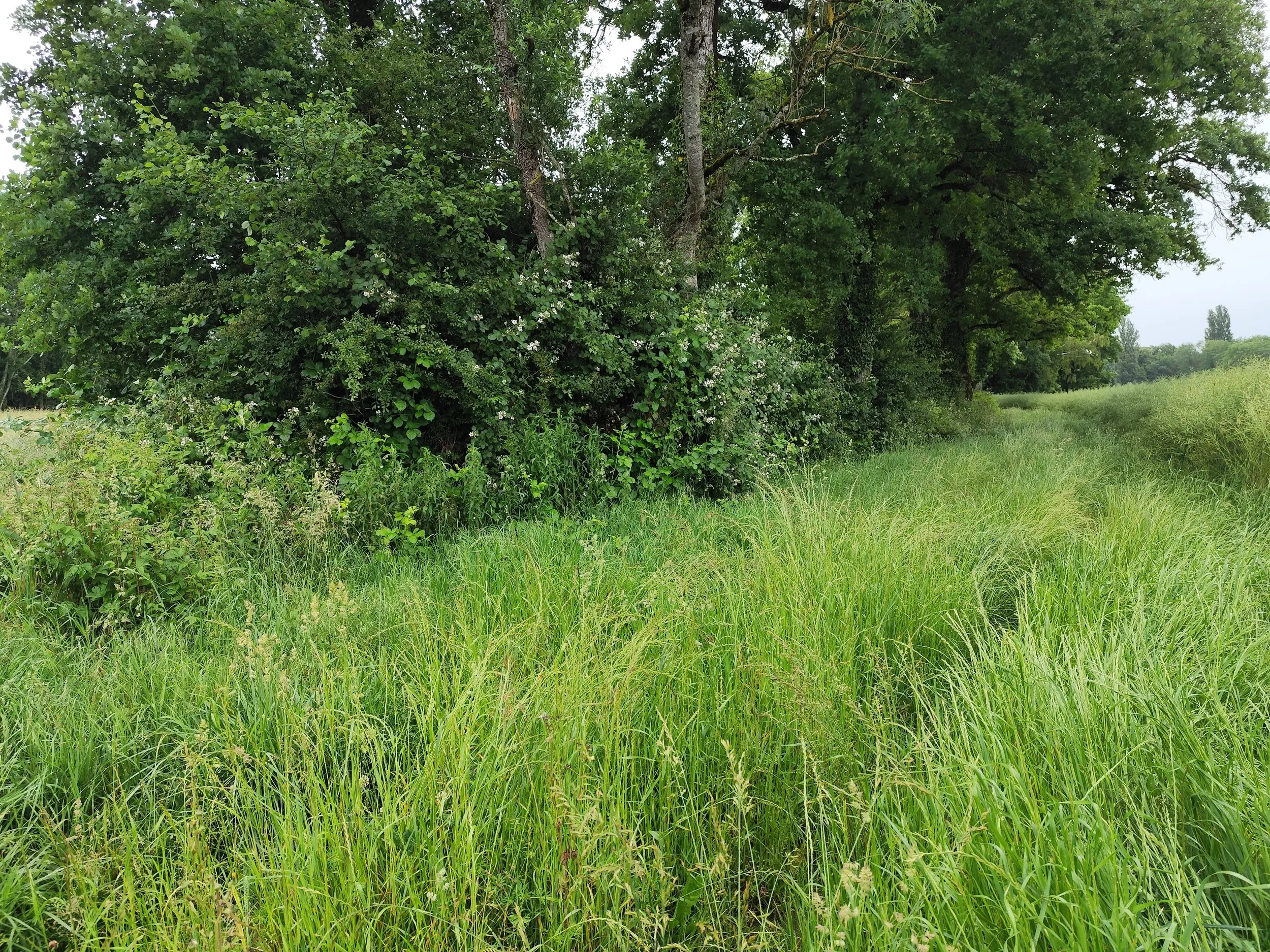 Préjudice écologique et expertise judiciaire : caractériser le dommage né et à naître