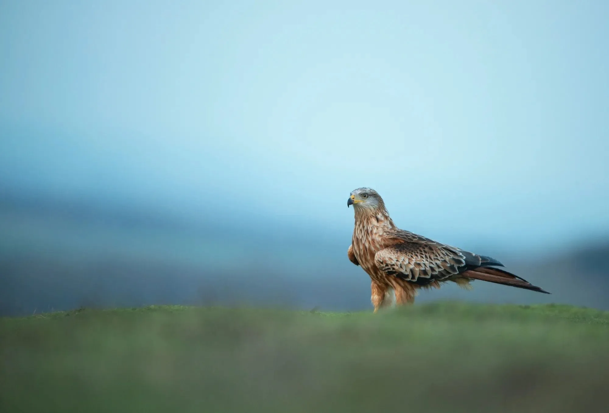 Dérogation espèce protégée : l'éolien à l'épreuve du nouveau critère de l'absence de solution alternative satisfaisante 
