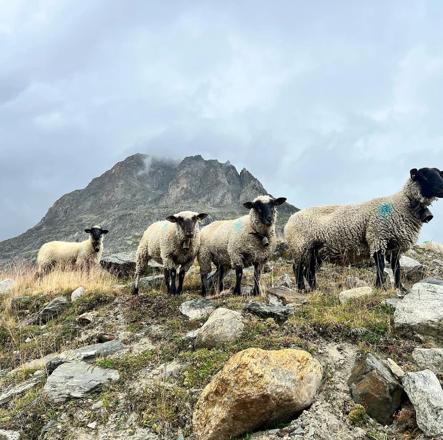 Who goes there? Curios Sheep