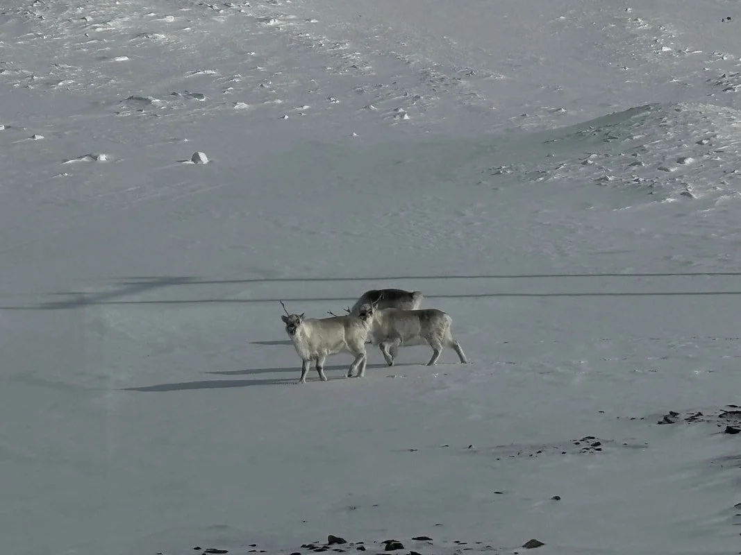 Due renne su un paesaggio innevato, con un animale possibile cervo o renna con corna, in un ambiente glaciale, Longyearbyen, Isole Svalbard.