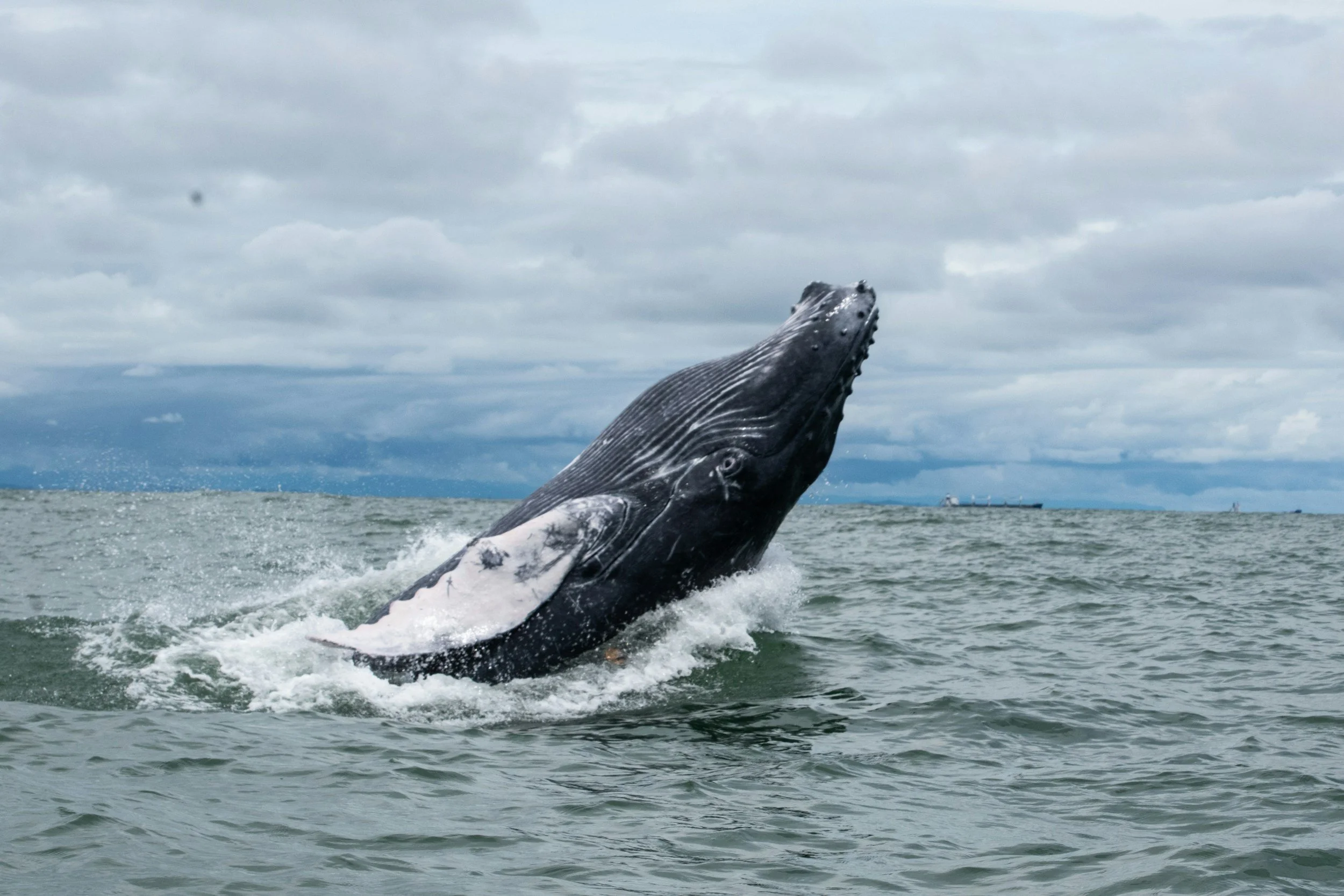 Una balenottera azzurra che emerge dall'acqua con il cielo nuvoloso sullo sfondo in Norvegia.