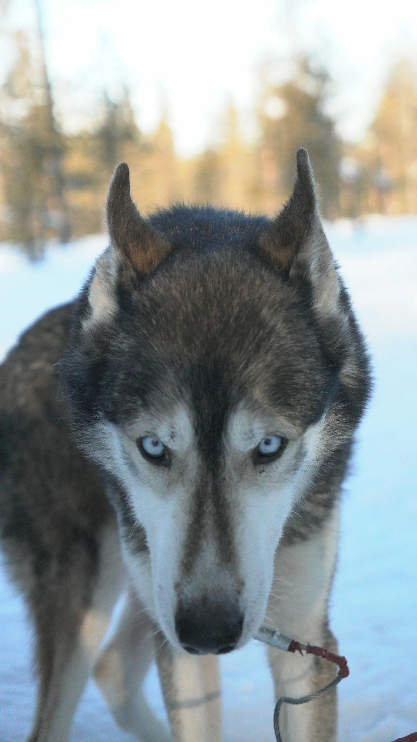 Un alce con il muso rivolto verso la fotocamera in un paesaggio nevoso con alberi sfocati sullo sfondo.