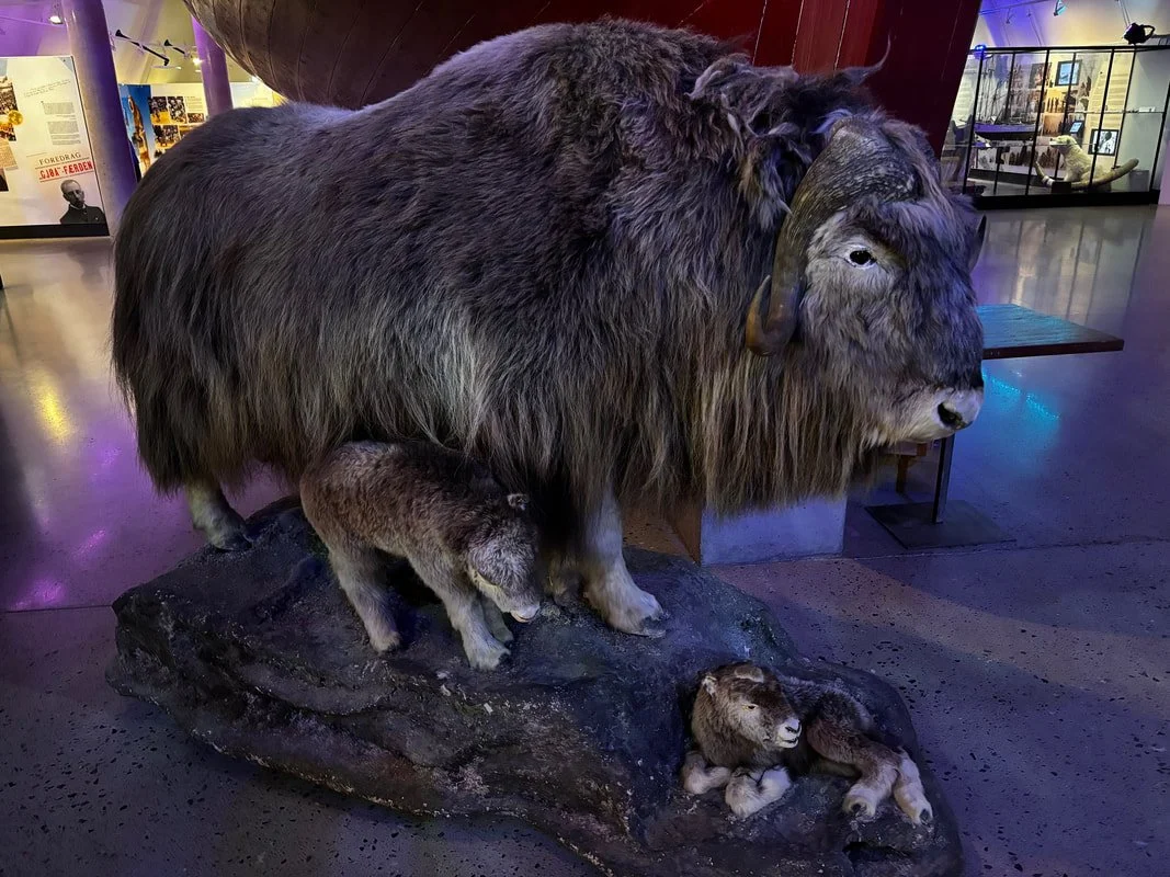 Una ricostruzione di un mammut lanoso con due cuccioli, esposta al museo Fram di Oslo.