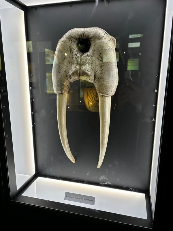 Testa di tricheco con grandi zanne esposta in una teca di vetro al museo Fram di Oslo in Norvegia. 