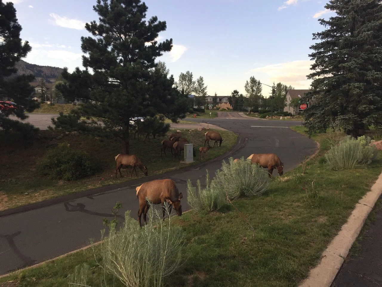 FullSizeRender 2.jpeg