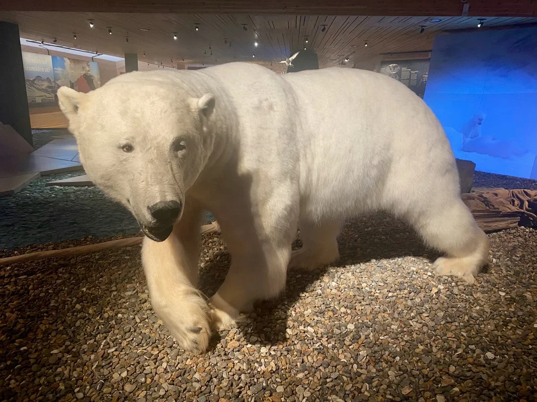 Orso polare in mostra in un museo, Longyearbyen, Isole Svalbard.