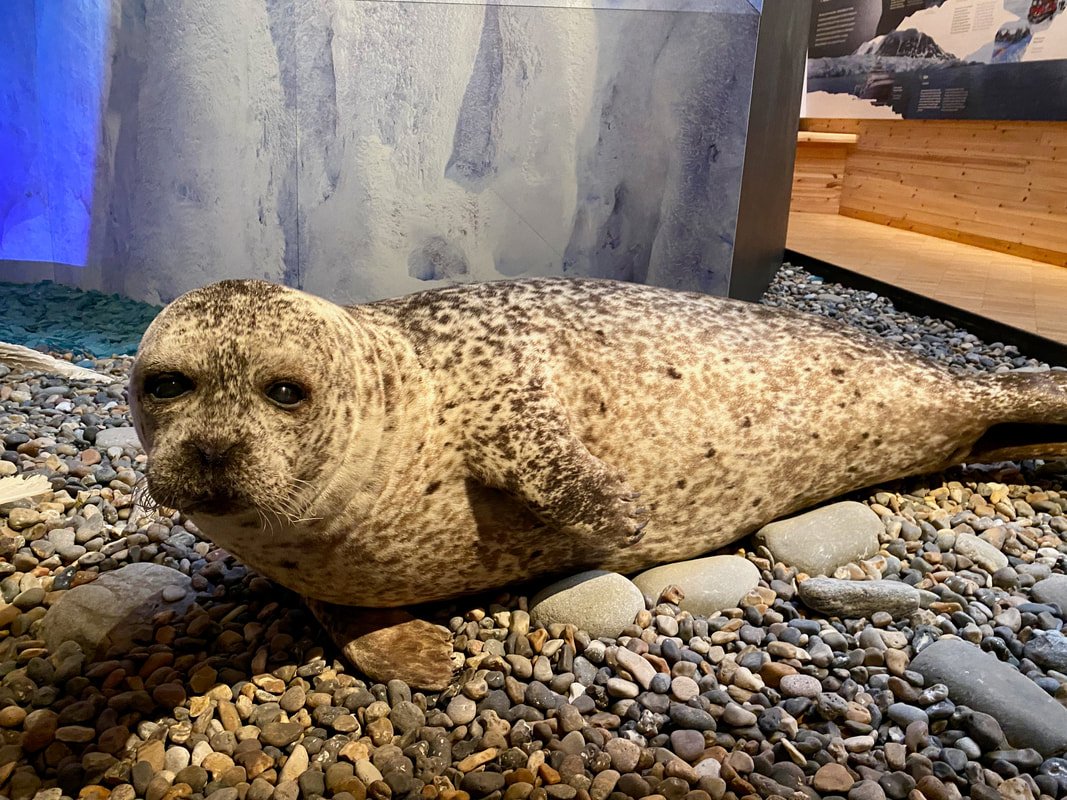 La foto mostra un foca sdraiata su un letto di ciottoli, in un ambiente che sembra un museo o uno zoo, con pareti decorate con immagini di ambienti marini, Longyearbyen, Isole Svalbard.