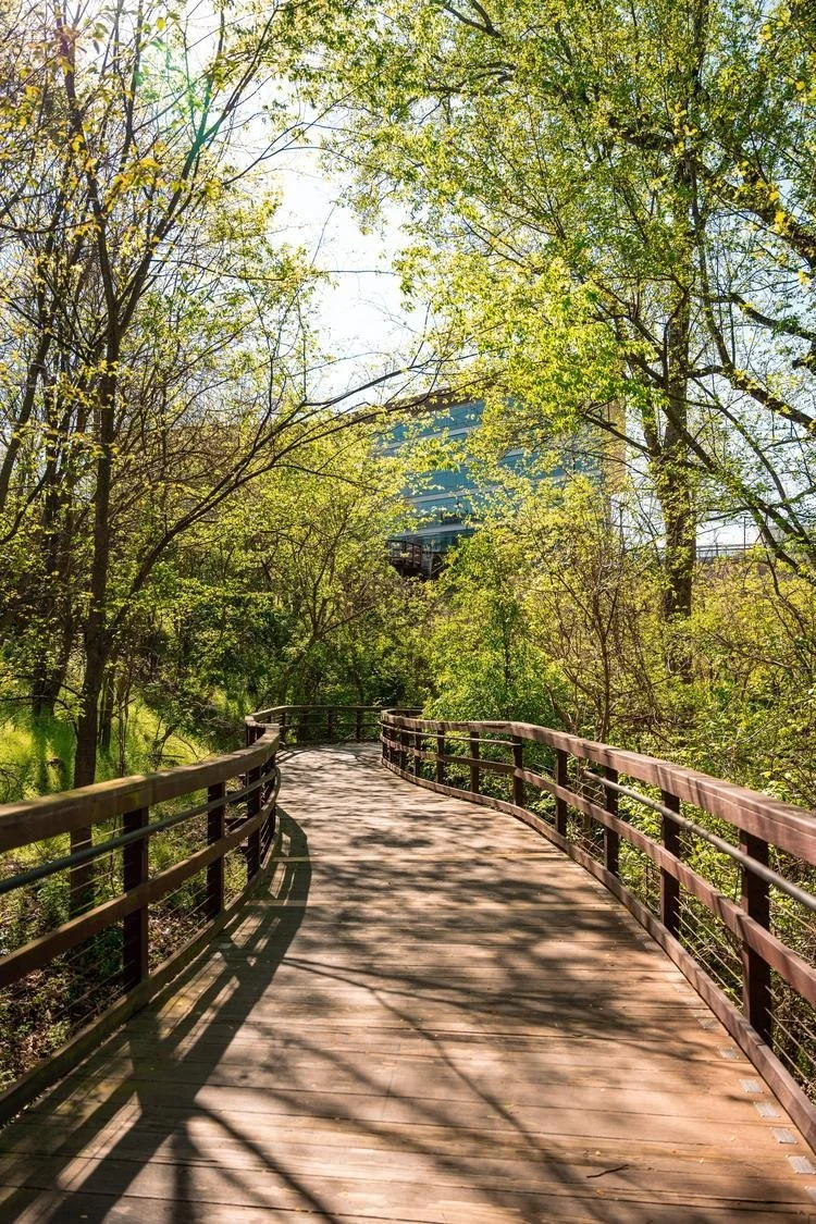 Wooden walkway surrounded by trees with green leaves, sunlight casting shadows on the path, leading towards a modern building partially visible in the background