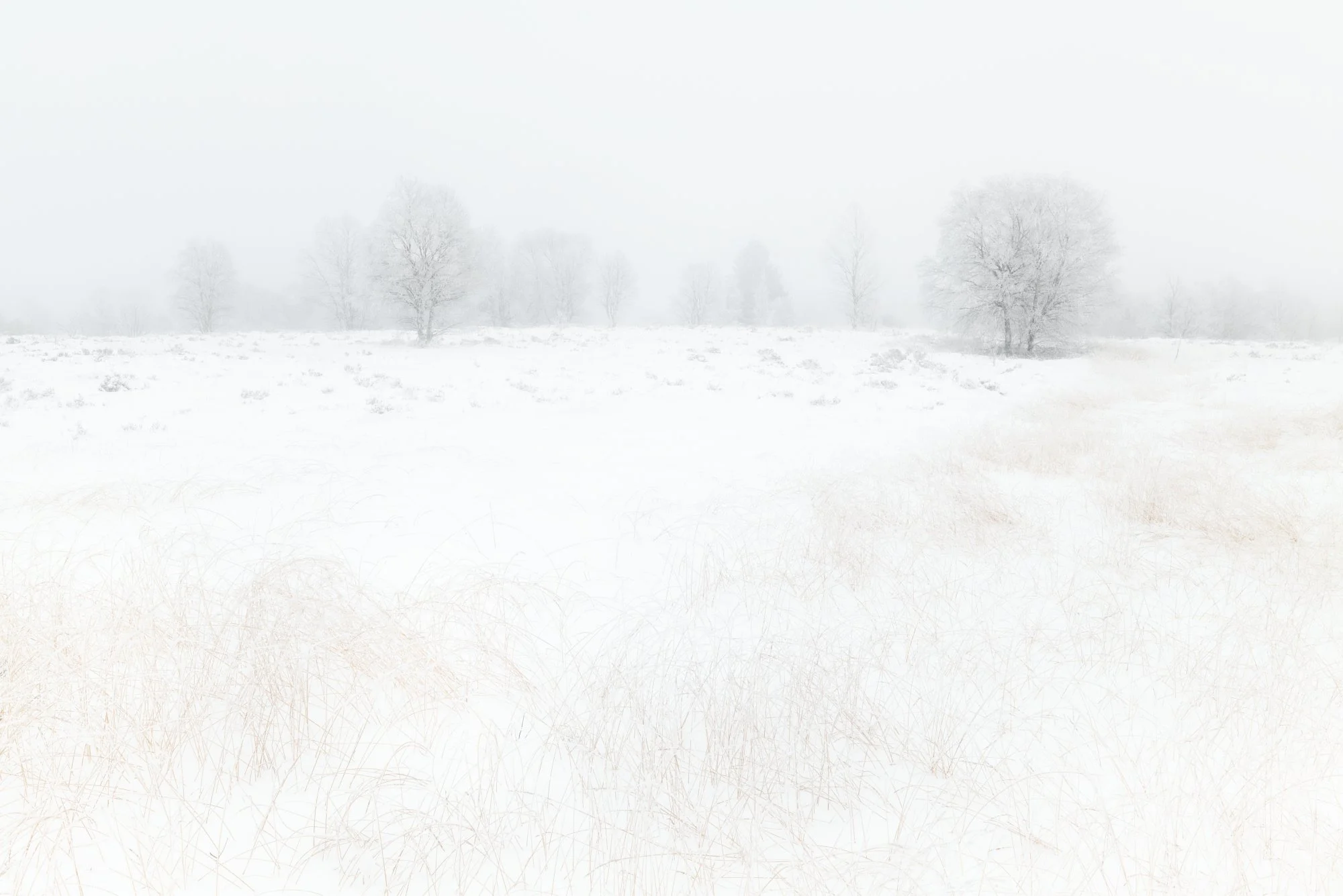 Video(fast)mittwoch: Wintermorgen im Hohen Venn