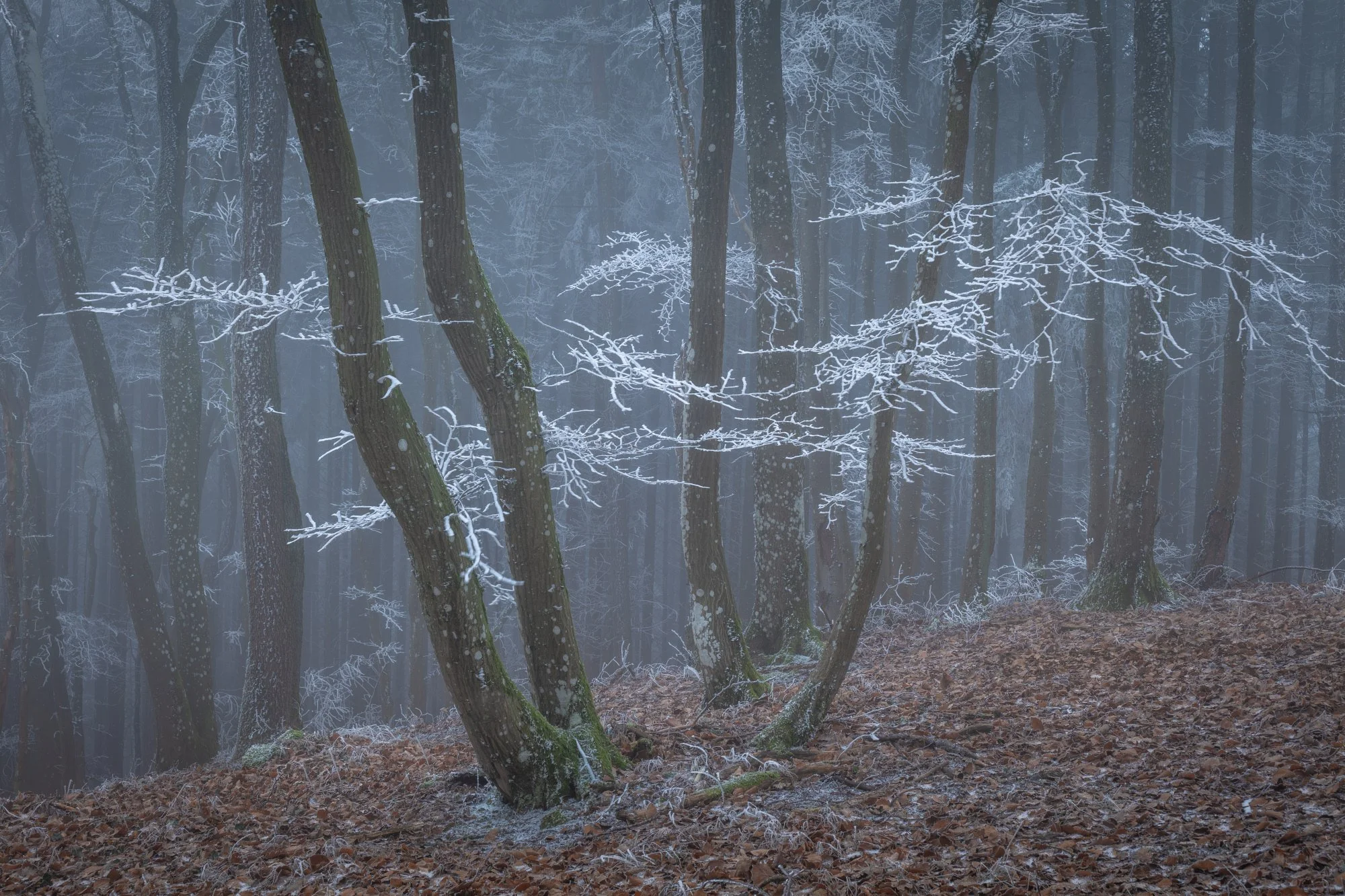 Videomittwoch: Reif, Nebel und Bäume
