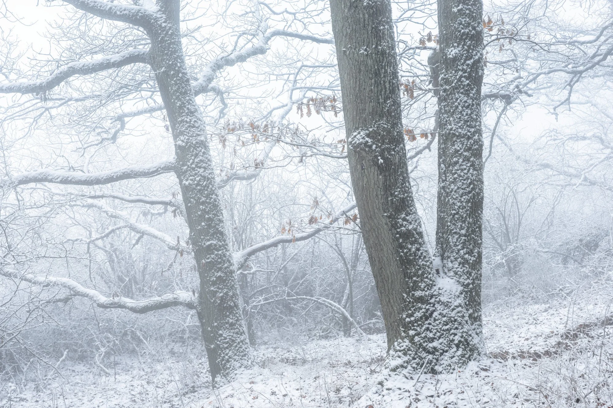 Videomittwoch: Schnee, Reif, Nebel und Bäume