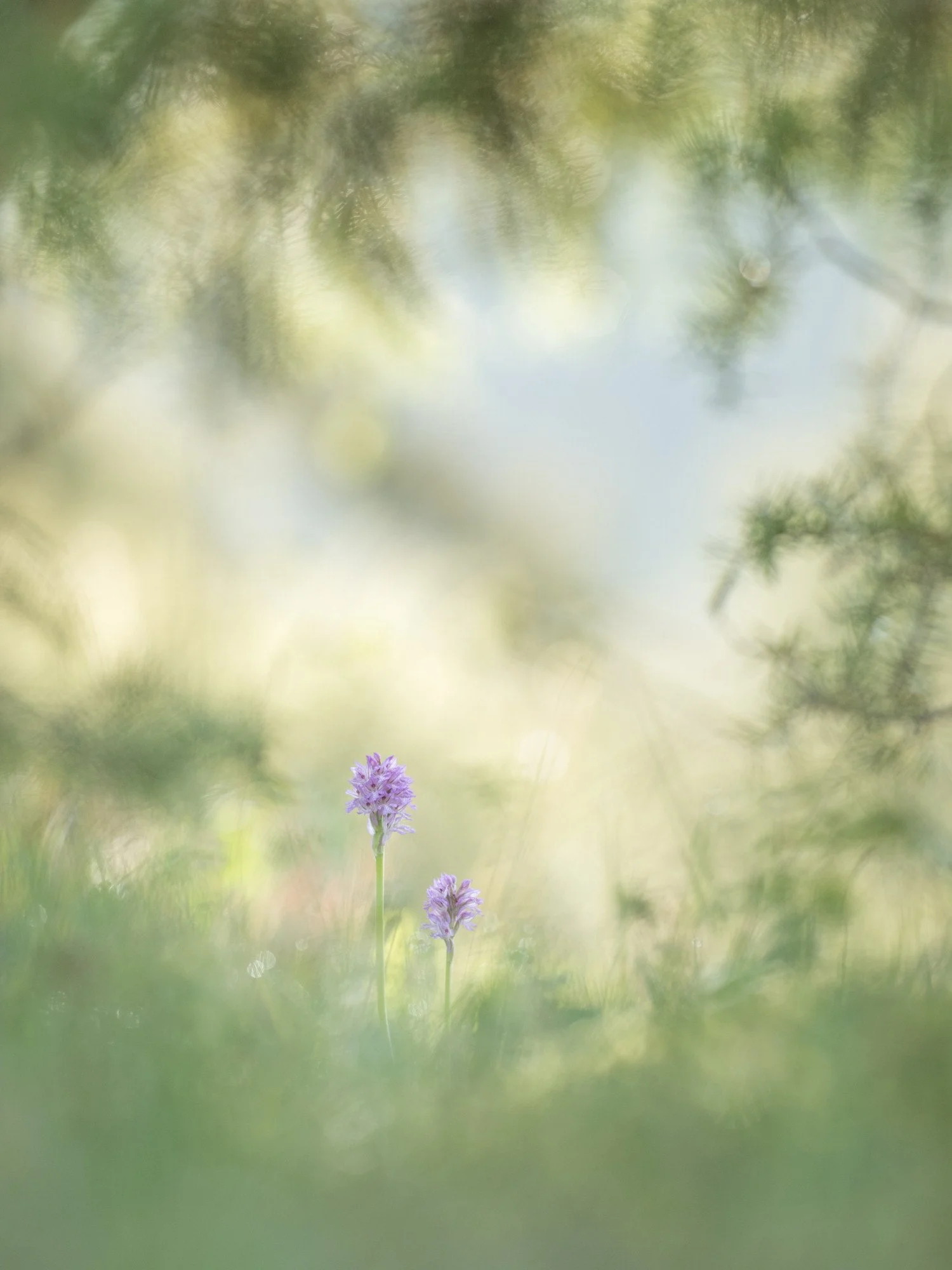 Close-up Photographer of the Year