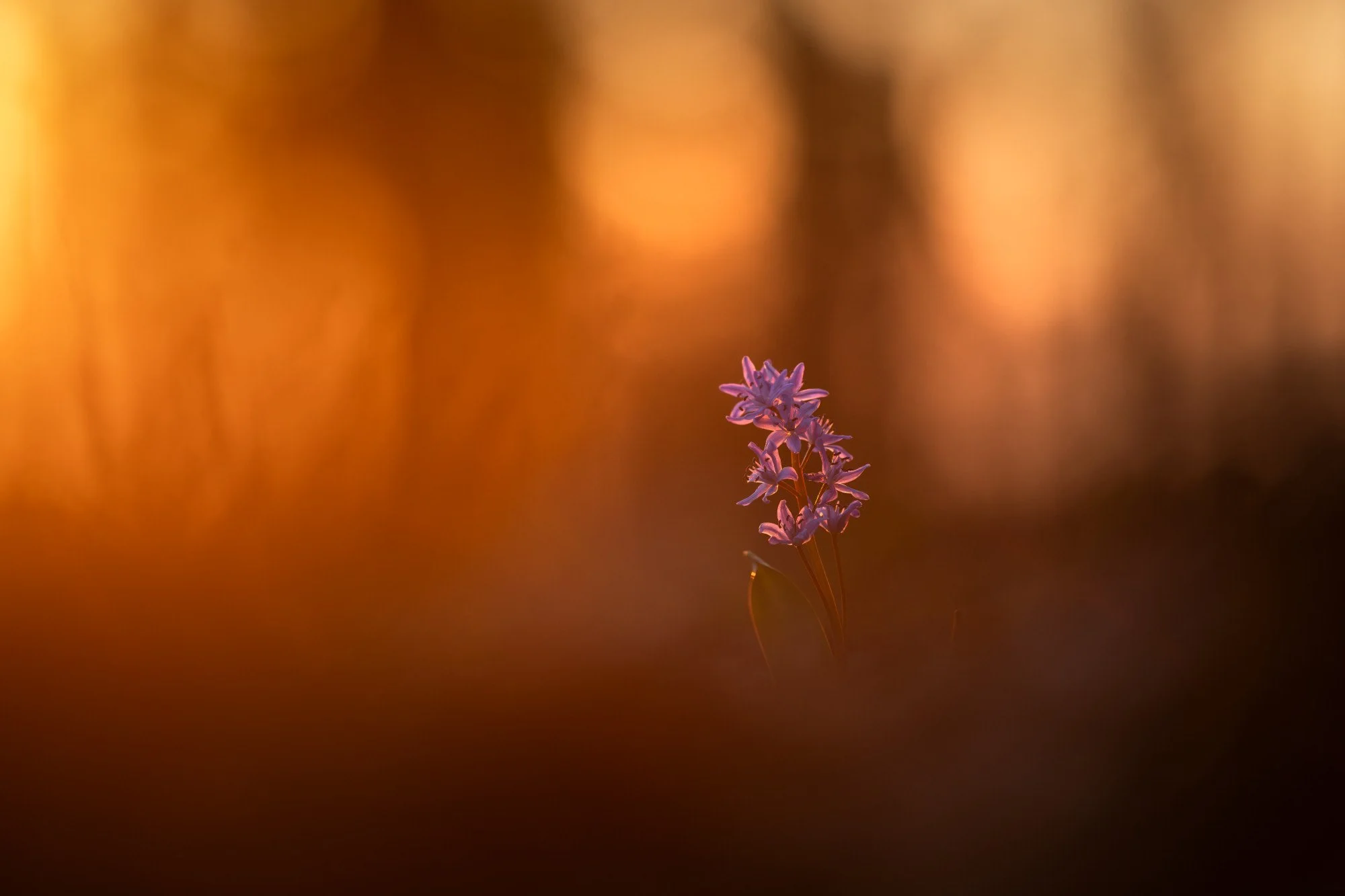 Fast Nebel und schon wieder Blausternchen
