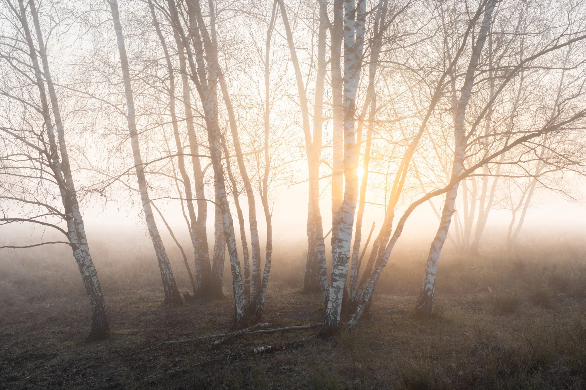Birken mit Nebel