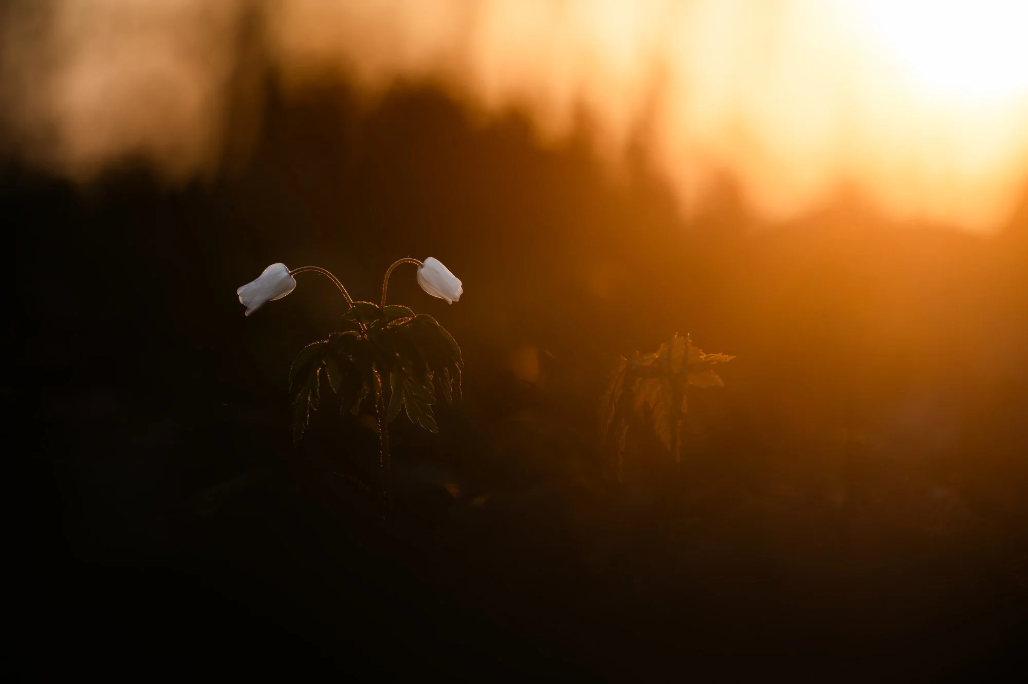Video(fast)mittwoch mit Buschwindröschen