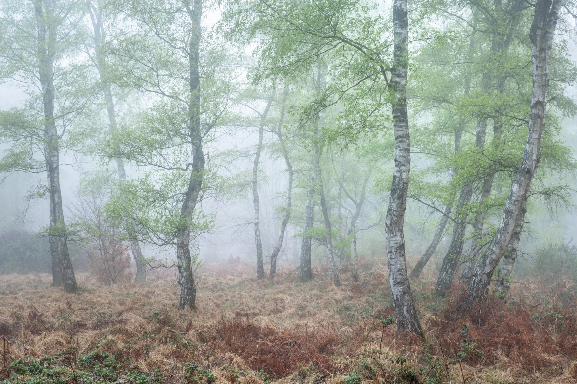 Videomittwoch: Maiglöckchen und ein Morgen im Nebelwald