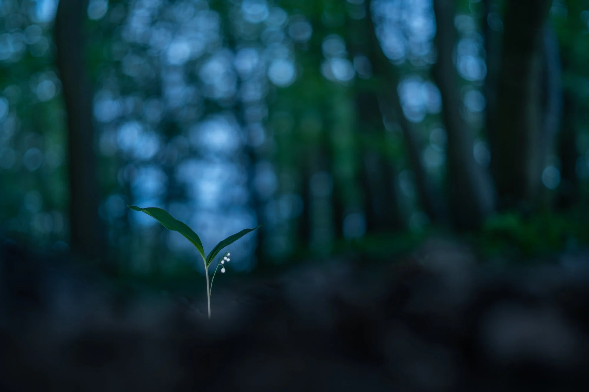 Videofreitag: Das Orchideenfoto und wieder Maiglöckchen