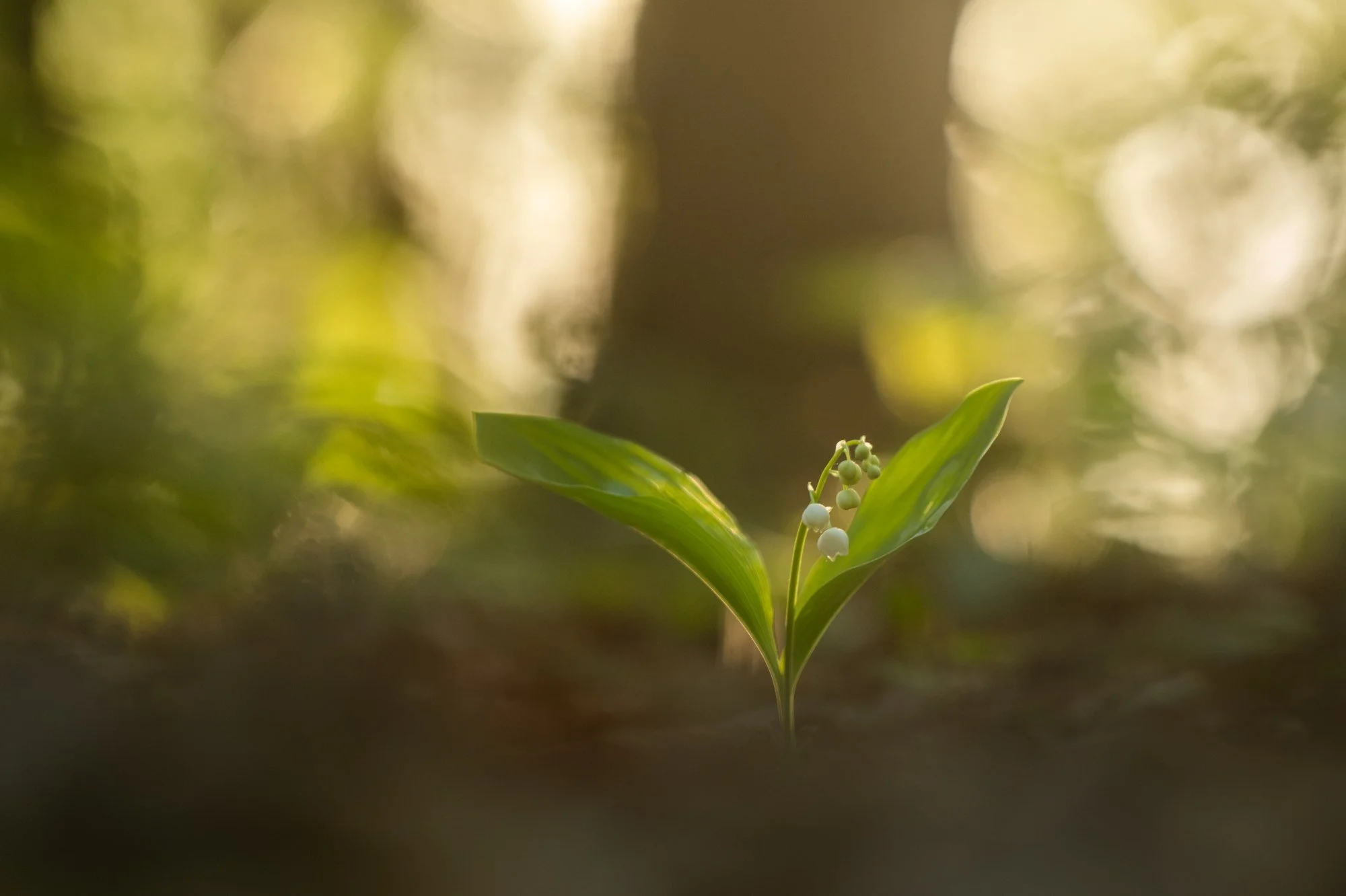 Eine Ringeltaube und ein Maiglöckchen