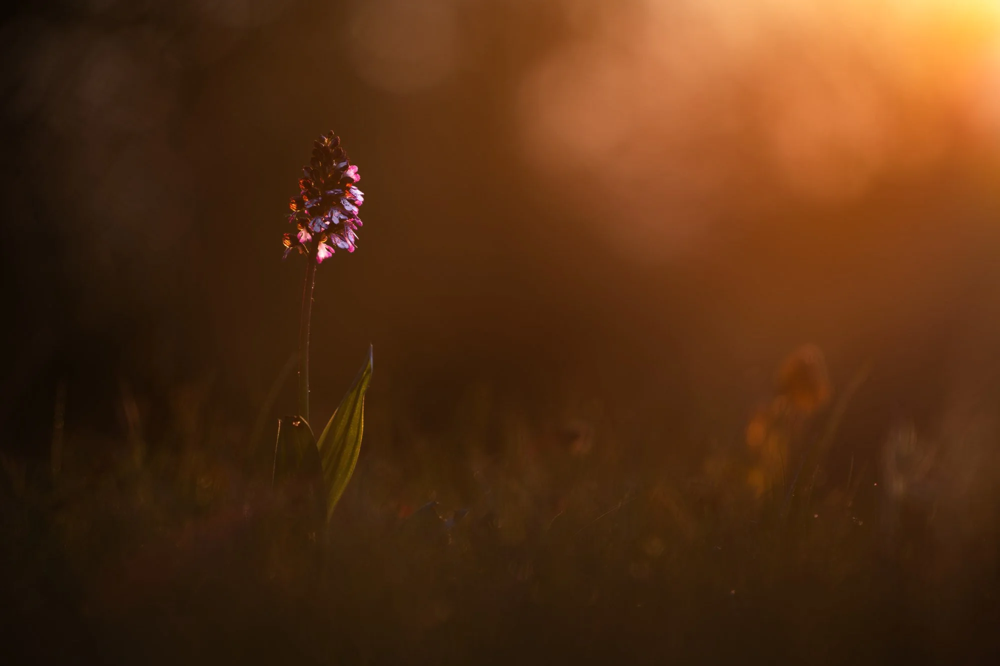 Noch zwei Purpur-Knabenkräuter von letztens