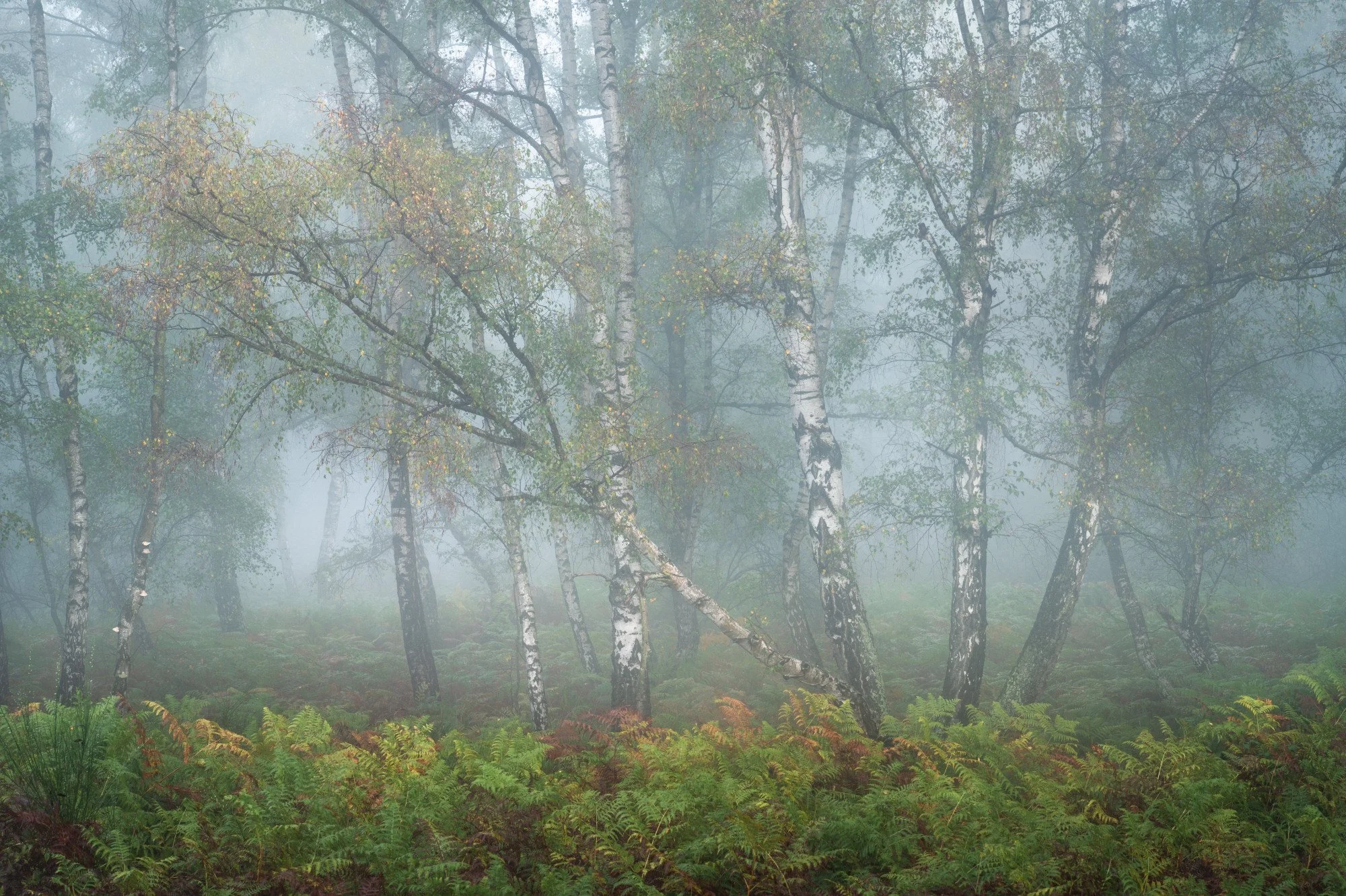 Videomittwoch: Ein nebliger Morgen im Birkenwald