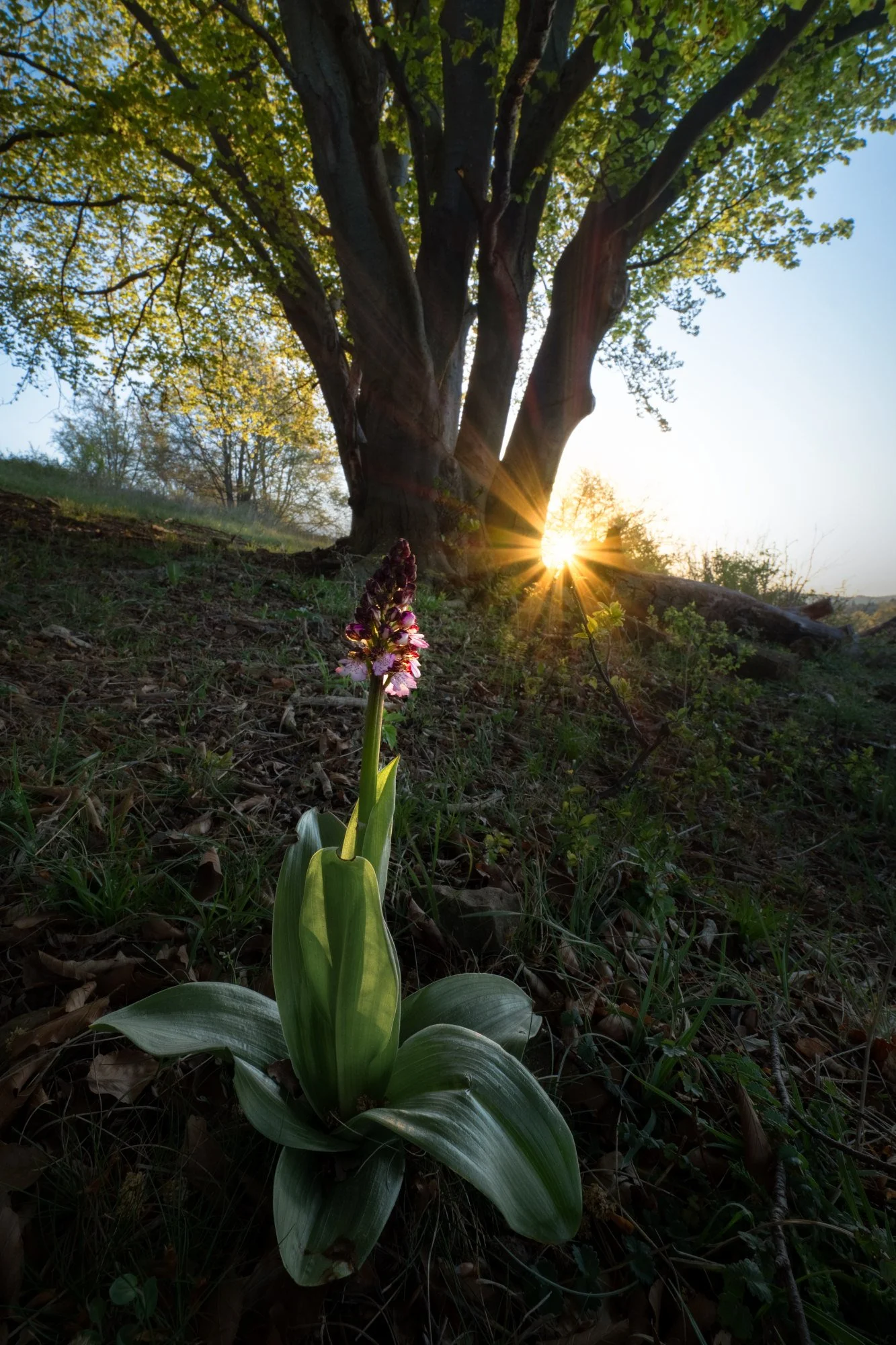 Die erste Orchidee des Jahres