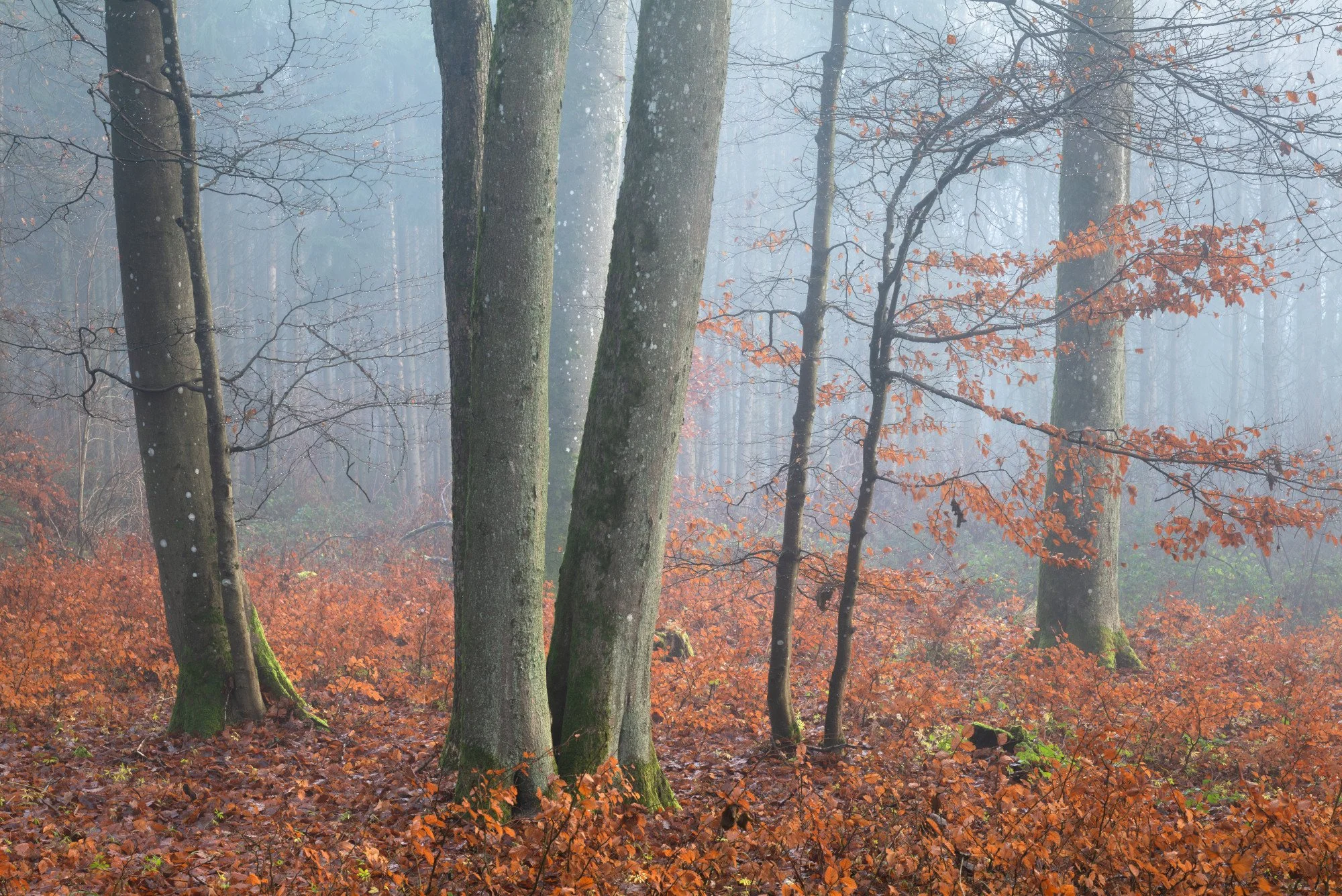 Video(nicht)mittwoch: Nebel im Wald, Kalendergewinnspiel etc.