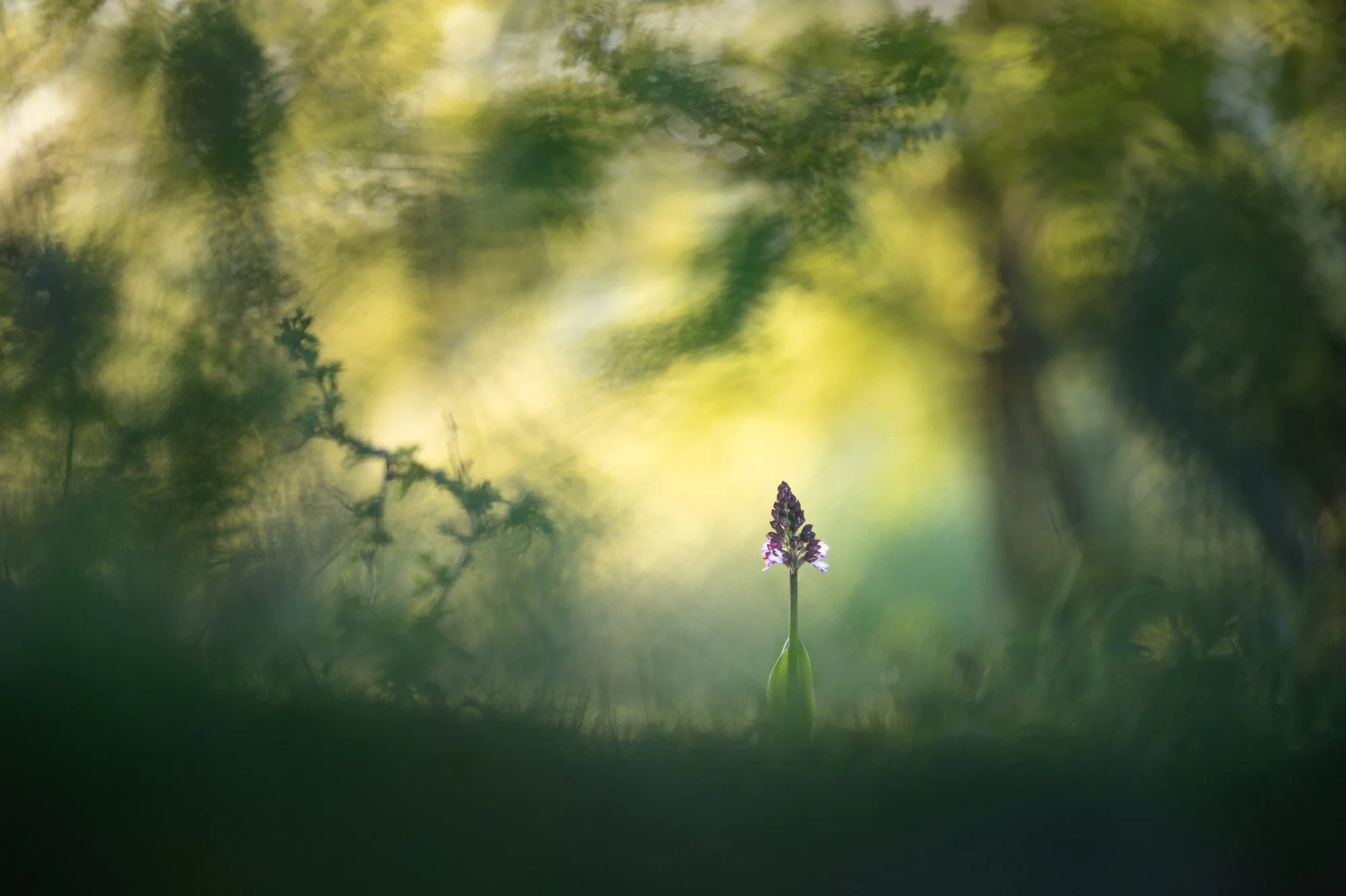 Videomittwoch: Purpur-Knabenkraut bei Sonnenaufgang