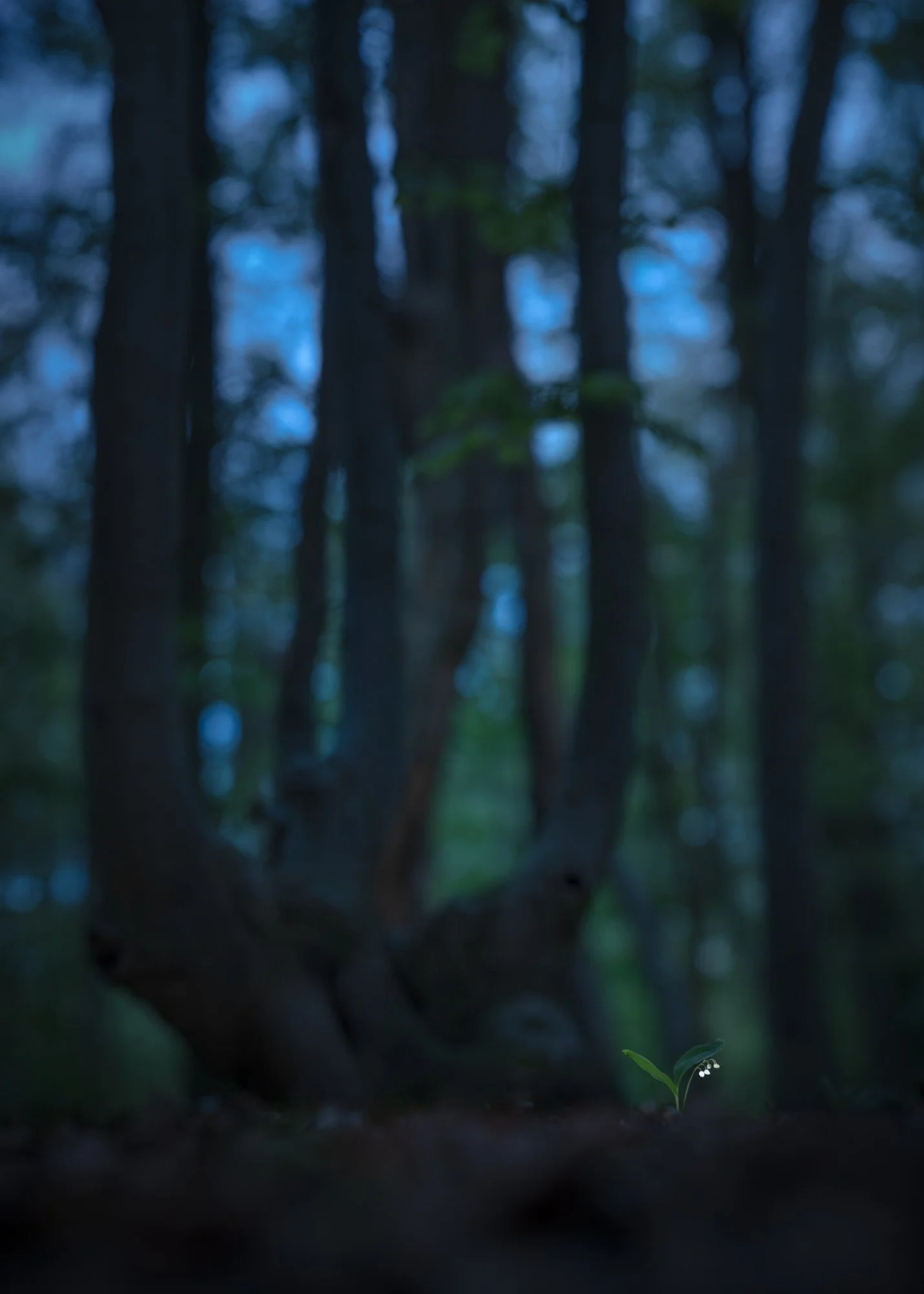 Ein passendes Maiglöckchen und Artikel im General-Anzeiger Bonn