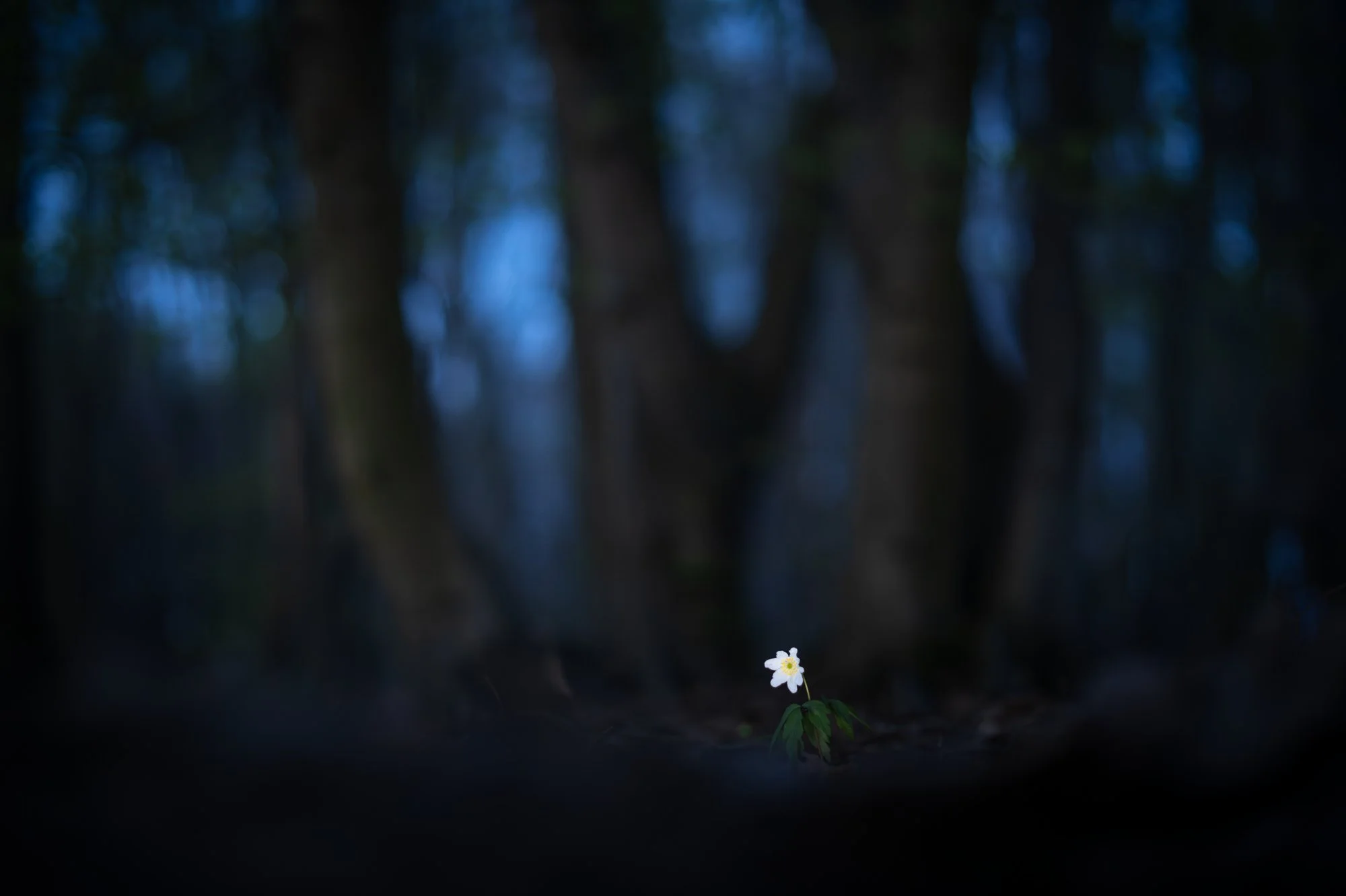 Videomittwoch: Buschwindröschen in der blauen Stunde