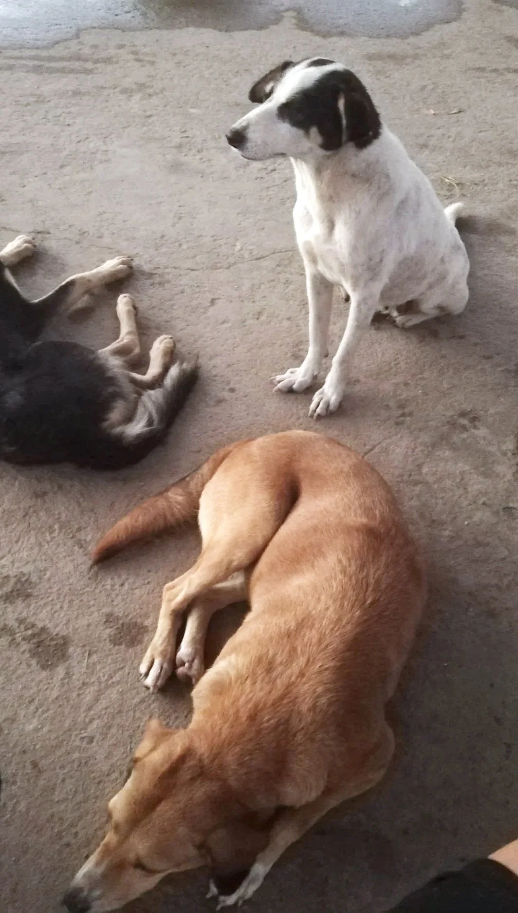 Drei Hunde sitzen und liegen auf einem Betonboden.
