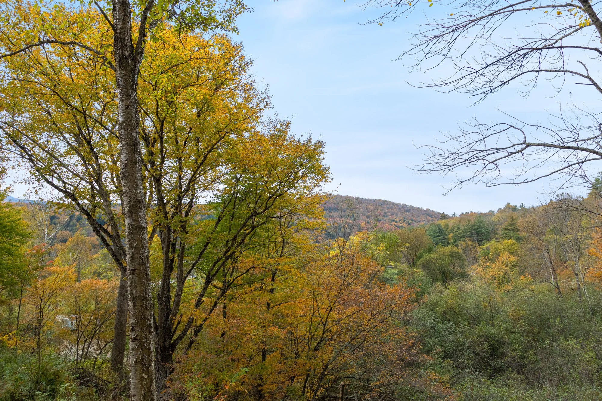 A scenic view of a forested landscape with trees showing fall foliage, hills in the background, and a clear blue sky.